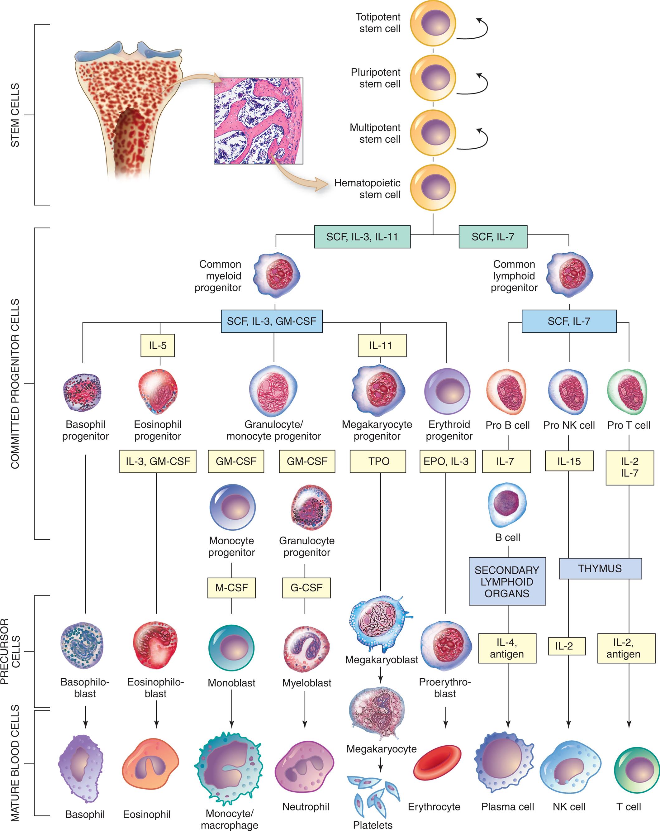 An illustrated flowchart tracks the differentiation of hematopoietic cells from stem cells through committed progenitor cells and precursor cells to mature blood cells. Stem cells: The cells can be totipotent, pluripotent, multipotent, or hematopoietic. The differentiation of the committed progenitor cells is as follows. 1. Hematopoietic cells. Leads to 2 and 3. 2. S C F, I L-3, I L-11. Leads to 4. 3. S C F, I L-7. Leads to 5. 4. Common myeloid progenitor. Leads to 6, 7, 8, 9, and 10. 5. Common lymphoid progenitor. Leads to 11, 12, and 13. 6. Basophil progenitor. 7. I L-5: Eosinophil progenitor (I L-3, G M-C S F). 8. Granulocyte or monocyte progenitor (G M-C S F). 9. I L-11: Megakaryocyte progenitor (T P O). 10. Erythroid progenitor (E P O, I L-3). 11. Pro B cell (I L-7). 12. Pro N K cell (I L-15). 13. Pro T cell (I L-2, I L-7). The differentiation of the precursor cells and mature blood cells is as follows. • Basophiloblast from basophil progenitor; to basophil. • Eosinophiloblast from I L-3 and G M-C S F; to eosinophil. • Monoblast from M-C S F of monocyte progenitor (G M-C S F); to monocyte or macrophage. • Myeloblast from G-C S F of granulocyte progenitor (G M-C S F); to neutrophil. • Megakaryoblast from T P O; to megakaryocyte and subsequently to platelets. • Proerythroblast from E P O and I L-3; to erythrocyte. • I L-4 and antigen from secondary lymphoid of B cell (I L-7); to plasma cell. • I L 2 from thymus (I L -15); to N K cell. • I L-2 and antigen from thymus (I L-2 and I L-7); to T cell.