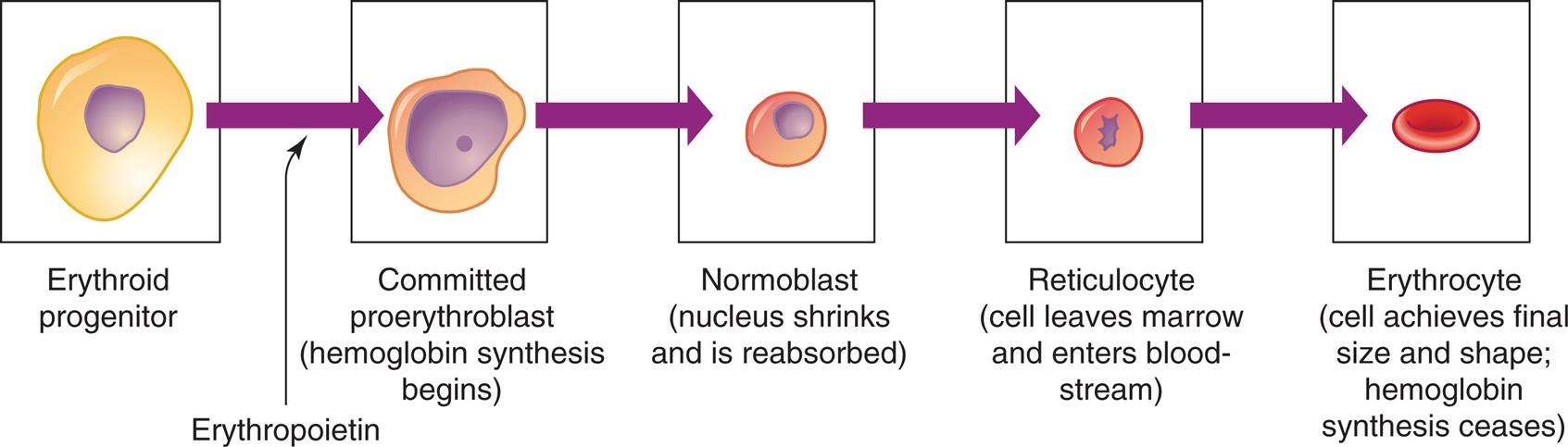 A series of illustration shows the differentiation of erythrocyte. The sequence of differentiation is as follows. • Erythroid progenitor. • Erythroid progenitor in the presence of erythropoietin develops into committed proerythroblast. • Committed proerythroblast (hemoglobin synthesis begins). • Normoblast (nucleus shrinks and is reabsorbed). • Reticulocyte (cell leaves marrow and enters blood-stream). • Erythrocyte (cell achieves final size and shape; hemoglobin synthesis ceases).
