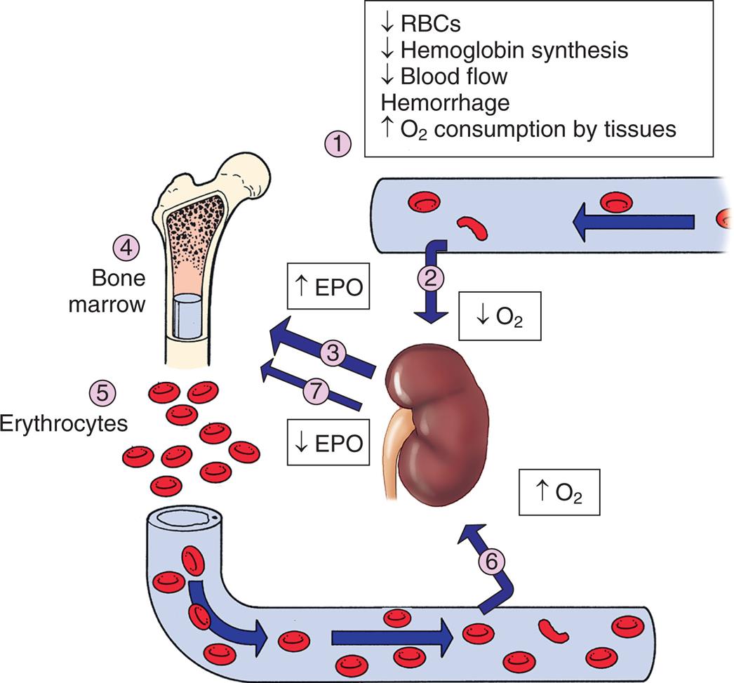 An illustration shows the role of erythropoietin in regulation of erythropoiesis. 1. Decreased R B Cs, decreased hemoglobin synthesis, decreased blood flow, hemorrhage, and increased oxygen consumption by tissues stimulate the kidney. 2. Oxygen level decreases. 3. E P O increases. 4. Triggers the bone marrow. 5. Erythrocytes increase. 6. Oxygen level increases. 7. E P O decreases.