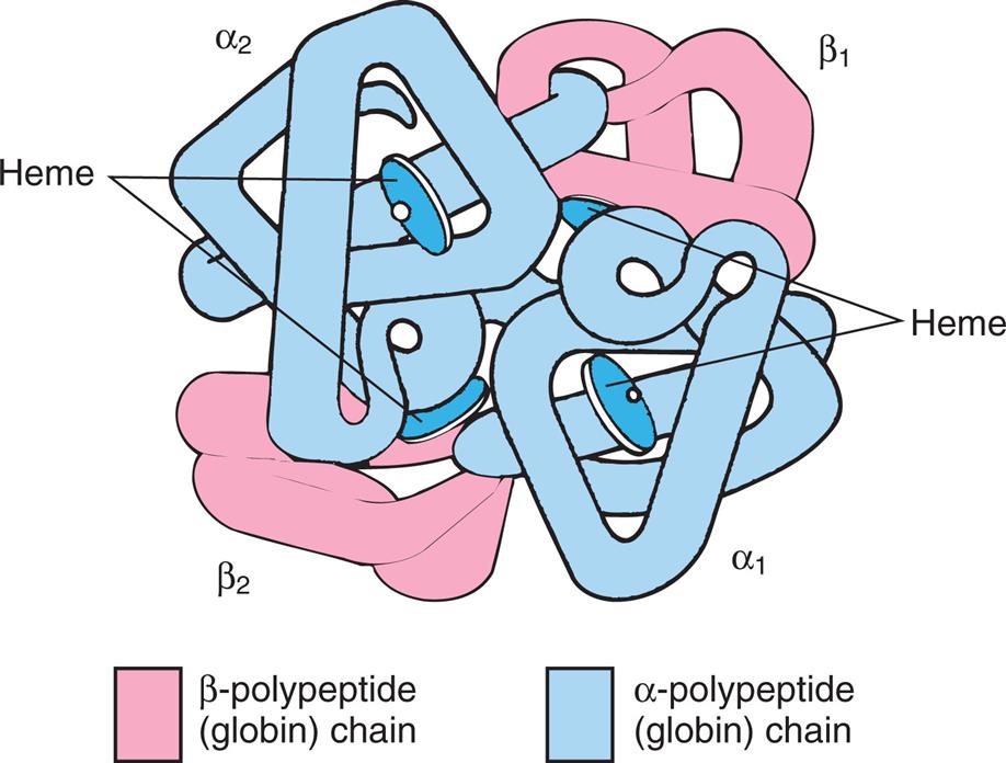 An illustration shows a woven structure of beta-polypeptide (globin) chain and alpha-polypeptide (globin) chain and labels alpha sub 1, alpha sub 2, beta sub 1, beta sub 2, and heme.