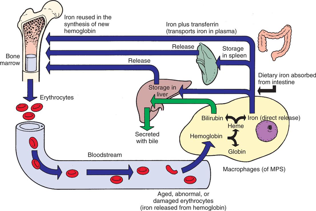 An illustration shows the iron cycle. Erythrocytes from the bone marrow enter the blood stream and tend to become aged, abnormal, or damaged (iron released from hemoglobin). These erythrocytes are consumed by macrophages (M P S), where the hemoglobin is destructed as heme or globin. The heme destructs as bilirubin, which is stored in the liver or secreted with bile, or as iron, which is released directly. Dietary iron absorbed from the intestine is: • Stored in the liver or released into the bone marrow. • Stored in the spleen or released into the bone marrow. • Iron plus transferrin (transports iron in plasma). • Iron reused in the synthesis of new hemoglobin in the bone marrow.