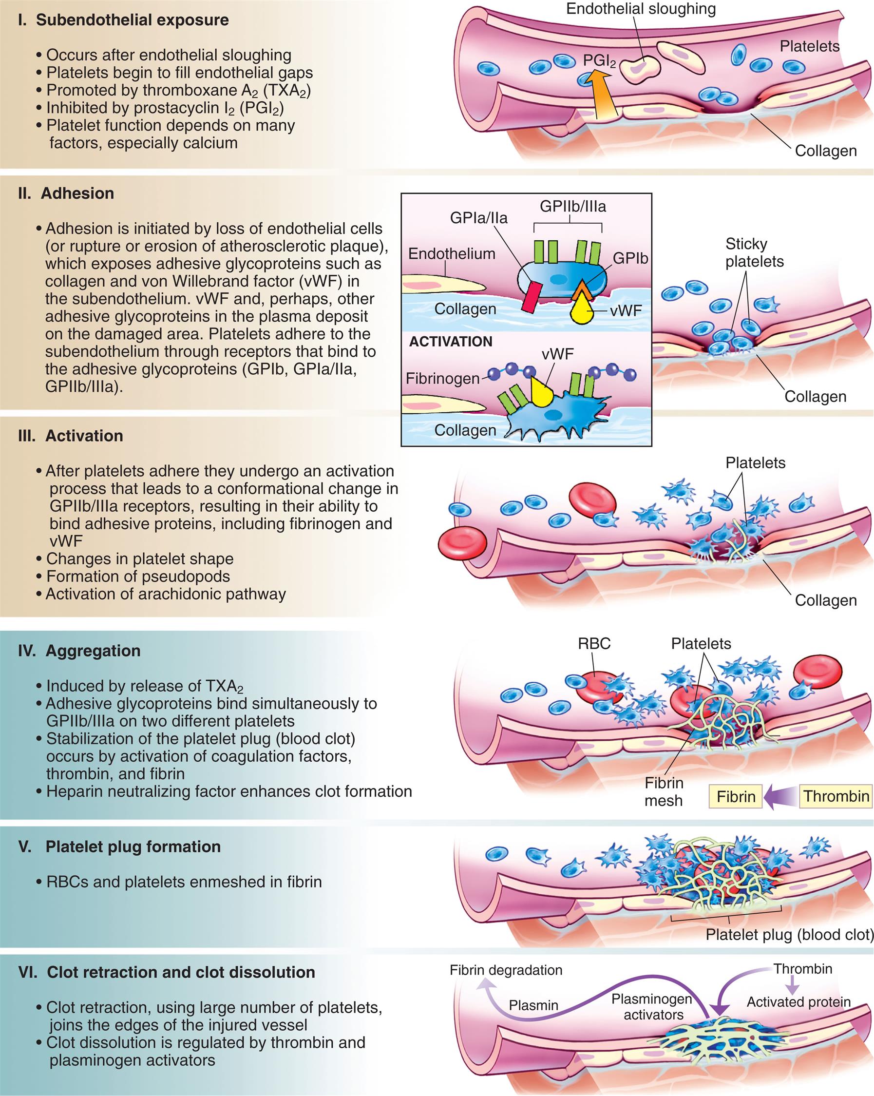 A series of illustrations show blood vessel damage, platelet activation, blood clot, and clot dissolution. Subendothelial exposure. The illustration shows collagen, P G I sub 2, platelets, and endothelial sloughing. • Occurs after endothelial sloughing. • Platelets begin to fill endothelial gaps. • Promoted by thromboxane A sub 2 (T X A sub 2). • Inhibited by prostacyclin I sub 2 (P G I sub 2). • Platelet function depends on many factors, especially calcium. Adhesion. The illustration shows collagen and sticky platelets. An accompanying magnified view identifies a G P 1 b with G P 1 a or 2 a and G P 2 b or 3 a on the endothelium and collagen with v W F attached to fibrinogen. Adhesion is initiated by loss of endothelial cells (or rupture or erosion of atherosclerotic plaque), which exposes adhesive glycoproteins such as collagen and von Willebrand factor (v W F) in the subendothelium. v W F and, perhaps, other adhesive glycoproteins in the plasma deposit on the damaged area. Platelets adhere to the subendothelium through receptors that bind to the adhesive glycoproteins (G P 1 b, G P 1 a or 2 a, G P 2 b or 3 a). Activation. The illustration shows platelets concentrated at the collagen. • After platelets adhere they undergo an activation process that leads to a conformational change in G P 2 b or 3 a receptors, resulting in their ability to bind adhesive proteins, including fibrinogen and v W F. • Changes in platelet shape. • Formation of pseudopods. • Activation of arachidonic pathway. Aggregation. The illustration shows platelets attached to the R B C. Thrombin converted to fibrin, which forms a mesh on the platelets. • Induced by release of T X A sub 2. • Adhesive glycoproteins bind simultaneously to G P 2 b or 3 a on two different platelets. • Stabilization of the platelet plug (blood clot) occurs by activation of coagulation factors, thrombin, and fibrin. • Heparin neutralizing factor enhances clot formation. Platelet plug formation. The illustration shows a fibrin mesh covering a cluster of platelets attached to R B Cs. RBCs and platelets enmeshed in fibrin. Clot retraction and clot dissolution. The illustration shows a thick fibrin mesh. Thrombin activates protein and triggers the mesh generating plasminogen activators that produce plasmin for fibrin degradation. • Clot retraction, using large number of platelets, joins the edges of the injured vessel. • Clot dissolution is regulated by thrombin and plasminogen activators.