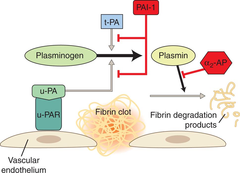 An illustration, representing the fibrinolytic system, shows a layer of vascular endothelium with a fibrin clot between two cells. u-P A R attracts u-P A. P A I-1 and alpha 2-A P are inhibitors, former inhibits plasminogen and later inhibits plasmin.