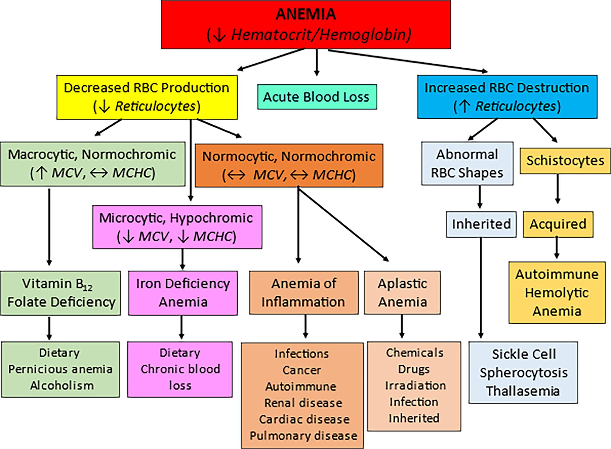 A hierarchy chart represents the classification of anemia. 1. Anemia (decreased hematocrit or hemoglobin). Two classifications: 2 and 3. 2. Decreased R B C production (reduced reticulocytes). Three classifications: 5, 6, and 9. 3. Acute blood loss (equilibrium M C V, equilibrium M C H C). 4. Increased R B C destruction (reduced reticulocytes). Two classifications: 7 and 8. 5. Macrocytic; normochromic (increased M C V, equilibrium M C H C). One classification: 12. 6. Normocytic; normochromic (decreased M C V, decreased M C H C). Two classifications: 14 and 15. 7. Abnormal R B C shapes. One classification: 10. 8. Schistocytes. One classification: 11. 9. Macrocytic, hypochromic (equilibrium M C V, equilibrium M C H C). One classification: 13. 10. Inherited. One classification: 20. 11. Acquired. One classification: 21. 12. Vitamin B 12; folate deficiency. One classification: 16. 13. Iron deficiency; anemia. One classification: 17. 14. Anemia of inflammation. One classification: 18. 15. Aplastic anemia. One classification: 19. 16. Dietary; pernicious anemia; alcoholism. 17. Dietary; chronic blood loss. 18. Infections; cancer; autoimmune; renal disease; cardiac disease; pulmonary disease. 19. Chemicals; drugs; irradiation; infection; inherited. 20. Sickle cell; spherocytosis; thalassemia. 21. Autoimmune; hemolytic; anemia.