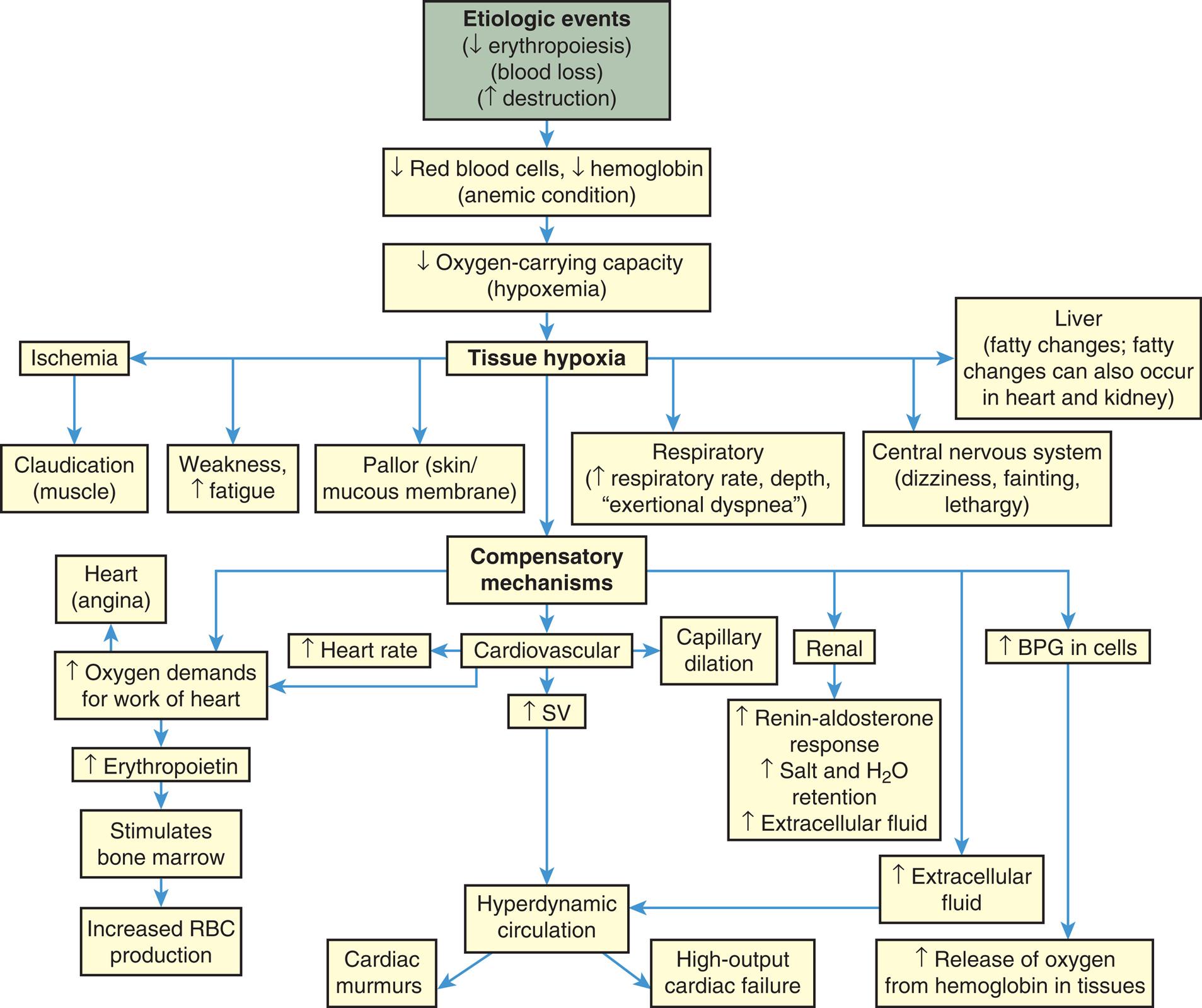 A flowchart shows the progression and manifestations of anemia. 1. Etiologic events (decreased erythropoiesis, blood loss, increased destruction). Progresses to 2. 2. Decreased red blood cells, decreased hemoglobin (anemic condition). Progresses to 3. 3. Decreased oxygen-carrying capacity (hypoxemia). Progresses to 4. 4. Tissue hypoxia. Progresses to 5, 6, 8, 9, 10, and 11. 5. Ischemia. Progresses to 7. 6. Liver (fatty changes; fatty changes can also occur in heart and kidney). 7. Claudication (muscle). 8. Weakness (increased fatigue). 9. Pallor (skin or mucous membrane). 10. Respiratory (increased respiratory rate, depth, exertional dyspnea). 11. Central nervous system (dizziness, fainting, lethargy). 12. Compensatory mechanisms. Progresses to 14, 16, 18, 19, and 28. 13. Heart (angina). 14. Increased oxygen demands for work of heart. Progresses to 21. 15. Increased heart rate. 16. Cardiovascular. Progresses to 20. 17. Capillary dilation. 18. Renal. Progresses to 22. 19. Increased B P G in cells. Progresses to 29. 20. Increased S V. Progresses to 25. 21. Increased erythropoietin. Progresses to 22. 22. Increased renin-aldosterone response, increased salt and water extracellular fluid. 23. Stimulates bone marrow. Progresses to 24. 24. Increased R B C production. 25. Hyperdynamic circulation. Progresses to 26 and 27. 26. Cardiac murmurs. 27. High-output cardiac failure. 28. Increased extracellular fluid. Progresses to 25. 29. Increased release of oxygen from hemoglobin in tissues.