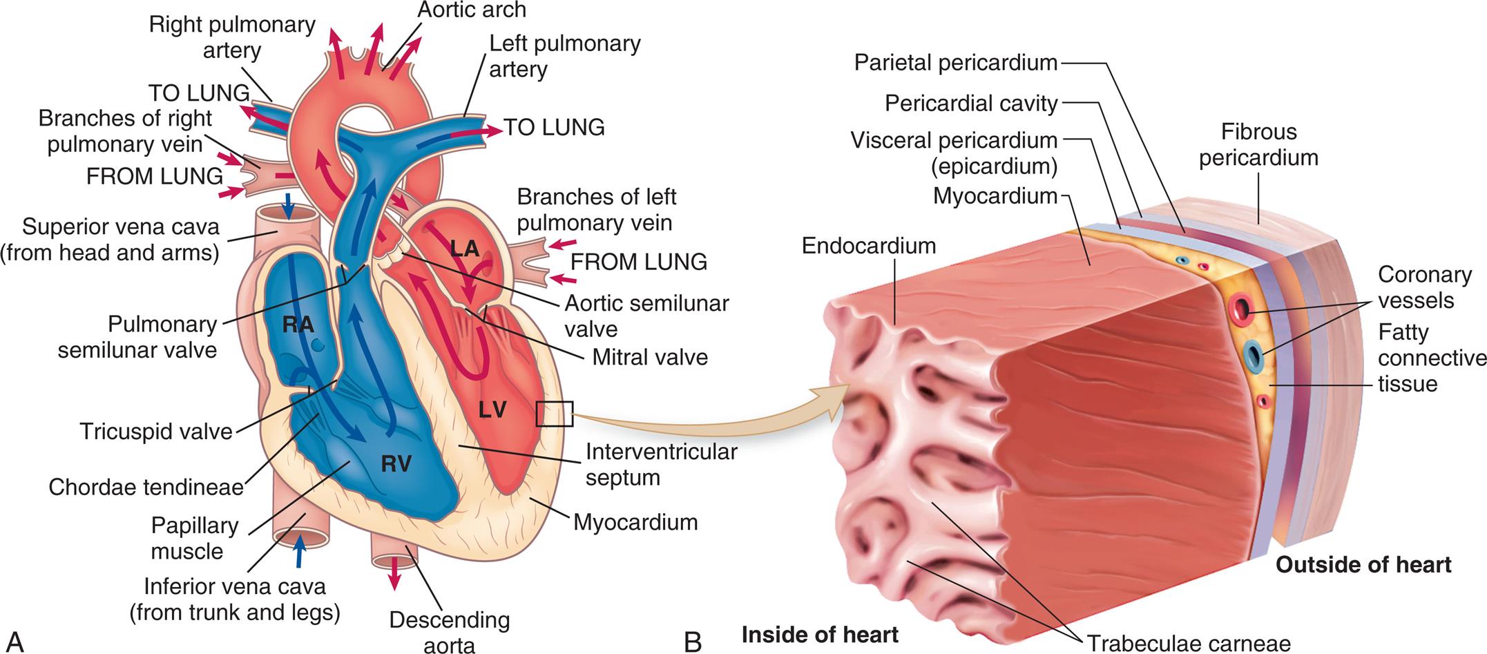 Left panel, A. An illustration shows a cross-section of the heart. The flow of blood is traced as follows: from the lung through the branches of left pulmonary vein to the left atrium, through the mitral vale to the left ventricle and into the aortic arch. The blood also flows from the superior vena cava (from head and arms) to the right atrium, into the right ventricle, and into the lung. Other structures identified on the illustration, clockwise from the right include: aortic semilunar valve, interventricular septum, myocardium, descending aorta, inferior vena cave (from trunk and legs), papillary muscle, chordae tendineae, pulmonary semilunar valve, and branches of right pulmonary vein. Right panel, B. The illustration shows a magnified view of the heart and identifies the following layers from the inside of the heart to the outside of the heart: endocardium, myocardium, coronary vessels, fatty connective tissue, visceral pericardium (epicardium), parietal pericardium, pericardial cavity, and fibrous pericardium.