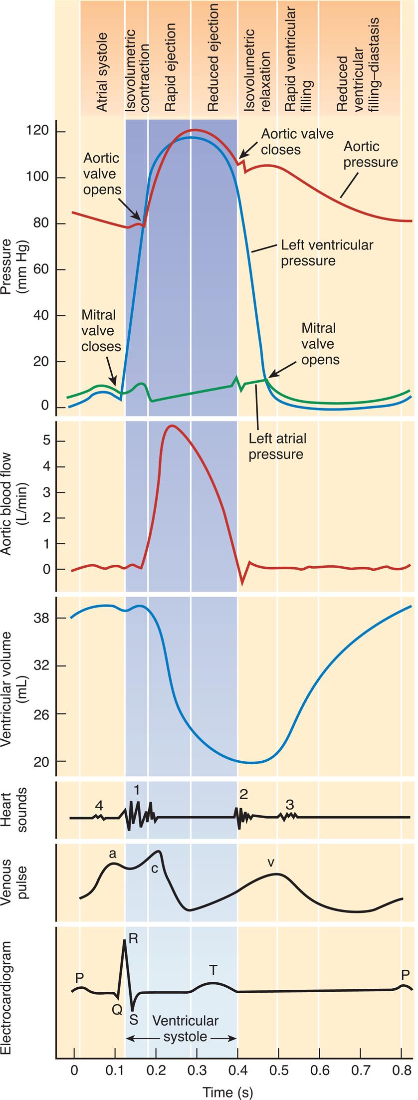 Five sets of graphs represent the rhythm of the cardiac pumping cycle depending on pressure, aortic blood flow, ventricular volume, heart sounds, venous pulse, and electrocardiogram, all on the same time scale and the on top indicates atrial systole, Isovolumetric contraction, reduced ejection, isovolumetric relaxation, rapid ventricular filling, and reduced ventricular filling diastasis depending on pressure. The horizontal axis represents the time given in seconds. The first graph represents the cardiac rhythm depending on pressure. The vertical axis represents the pressure given millimeters per mercury, which shows three graphs labeled left ventricular pressure, aortic pressure, and left atrial pressure. Arrow marks indicate that the aortic valve opens, the mitral valve opens, the mitral valve closes, and the aortic valve closes. The second graph depicts the cardiac rhythm depending on aortic blood flow, with the vertical axis representing aortic valve flow given in liters per minute, and the curve is plotted from (0.1, 0), reaching the peak at (0.2, 5), and falls at (0.5, 0). The third graph depicts the cardiac rhythm depending on ventricular volume, with the vertical axis representing ventricular volume given in milliliters. The curve is plotted from (0, 38) slopes down at (0.3, 20), and rises at (0.4, 20) reaching (0.8, 38). The fourth graph depicts the wave pattern of cardiac rhythm depending on heart sounds, venous pulse, and electrocardiogram. The wave pattern of heart sounds represents four-phase at points 1, 0.1; 2, 0.4; 3, 0.6; and 4, 0.1. The wave pattern for venous plus represents three-phase at points a, 0.1; c, 0.2; and v, 0.5. The wave pattern for electrocardiogram represents P at 0; Q at 0.1, R at 0.15; S at 0.2, T at 0.35. All data are approximate.