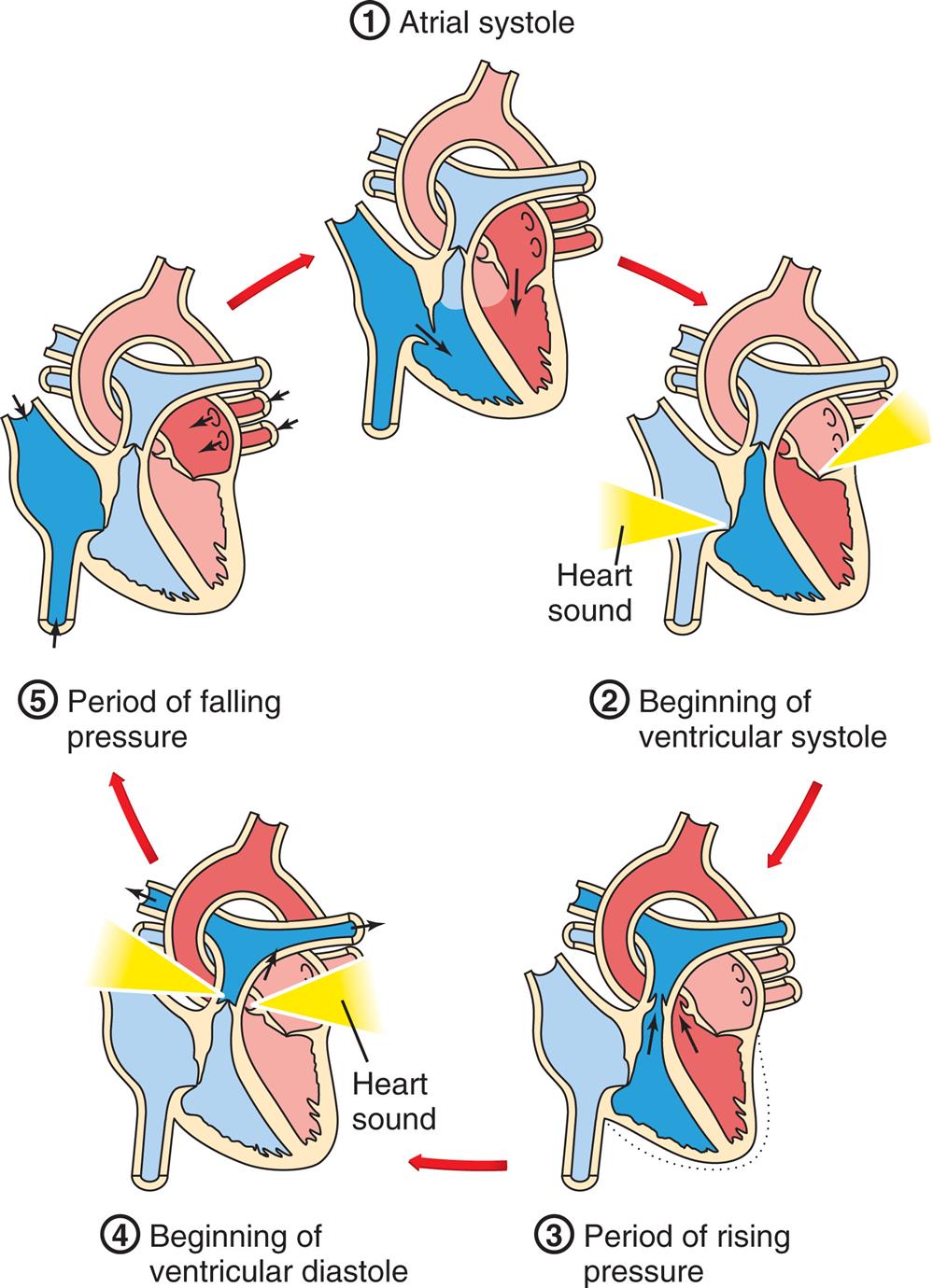 A cycle diagram shows the five phases of the cardiac cycle as follows. 1. Atrial systole. 2. Beginning of ventricular systoles. 3. Period of rising pressure. 4. Beginning of ventricular diastole. 5. Period of falling pressure.