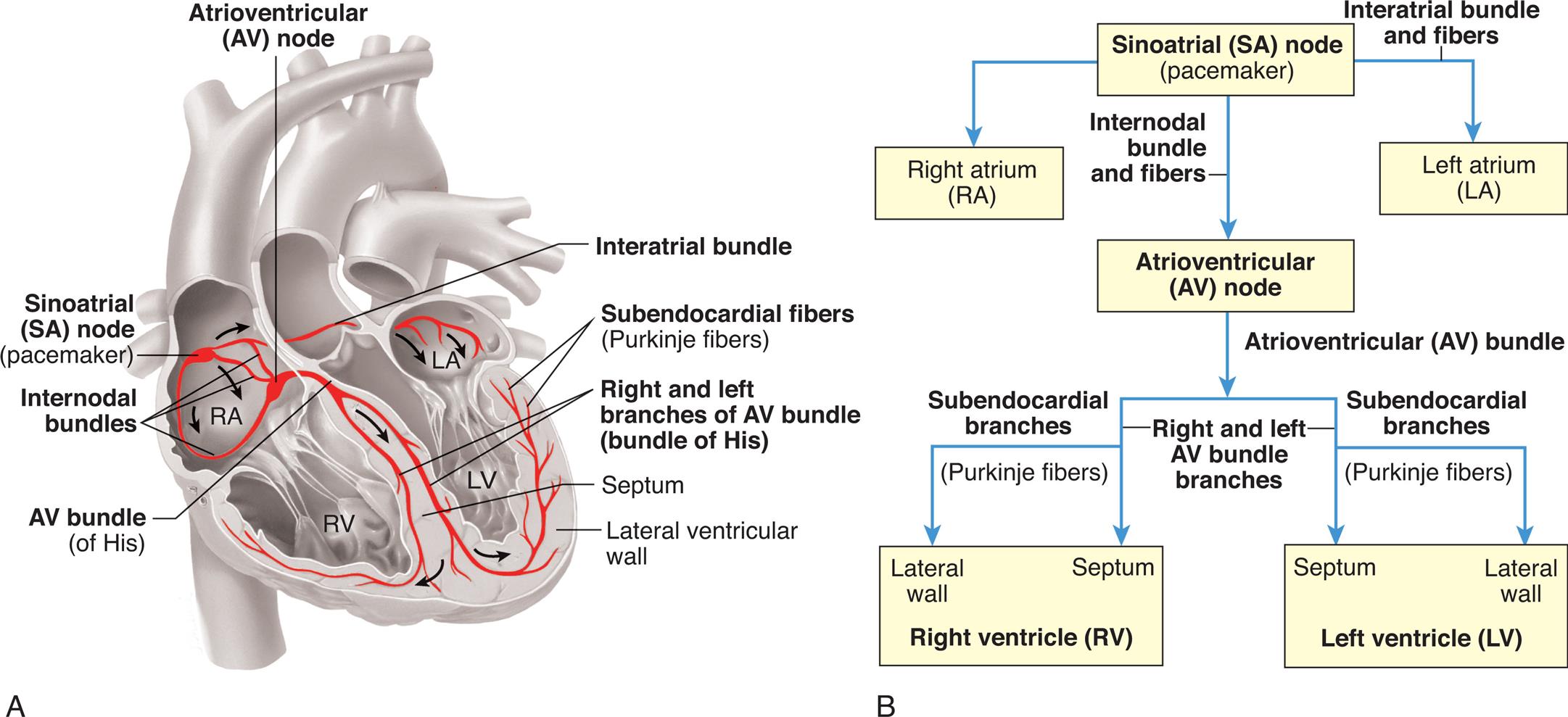 Left panel, A. An illustration of the coronal cross-section of the heart shows and labels the following structures, clockwise from the top: atrioventricular (A V) node, interatrial bundle, subendocardial fibers (Purkinje fibers), right and left branches of A V bundle (bundle of His), septum, lateral ventricular wall, A V bundle (of His), internodal bundles, and sinoatrial (S A) node (pacemaker). Right panel, B. A flowchart tracks the conduction path. 1. Sinoatrial (S A) node (pacemaker). Leads to 2, 3 (through interatrial bundle and fibers), and 4 (through internodal bundle and fibers). 2. Right atrium (R A). 3. Left atrium (L A). 4. Atrioventricular (A V) node. Leads to 5 (through atrioventricular bundle). 5. Right ventricle (R V): lateral wall and septum. 6. Left ventricle (L V): lateral wall and septum.