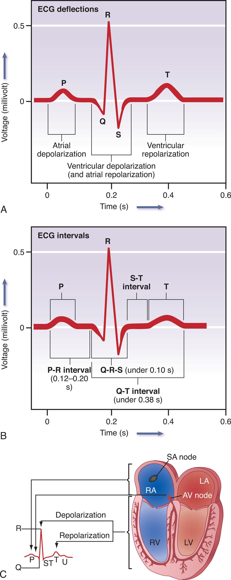 Illustration A depicts the tracing for E C G deflections. The horizontal represents the time given in seconds and the vertical axis represents the voltage in millivolt. The E C G tracing comprises P which indicates the atrial depolarization, QRS which indicates the ventricular depolarization and atrial depolarization, and T which indicates the ventricular repolarization. Illustration B depicts the tracing for E C G which shows the E C G intervals among P, QRS, and T waves. The horizontal represents the time given in seconds and the vertical axis represents the voltage in millivolt. The E C G tracing shows the P R interval between 0.12 to 0.20 s, Q R S under 0.10 s, S T interval, and T Illustration B depicts the relationship between cardiac electrical activity and E C G which shows the S A node in right atrium and A V node in left atrium relates to P, depolarization of right ventricle relates to S T, and repolarization of left ventricular relates to T.