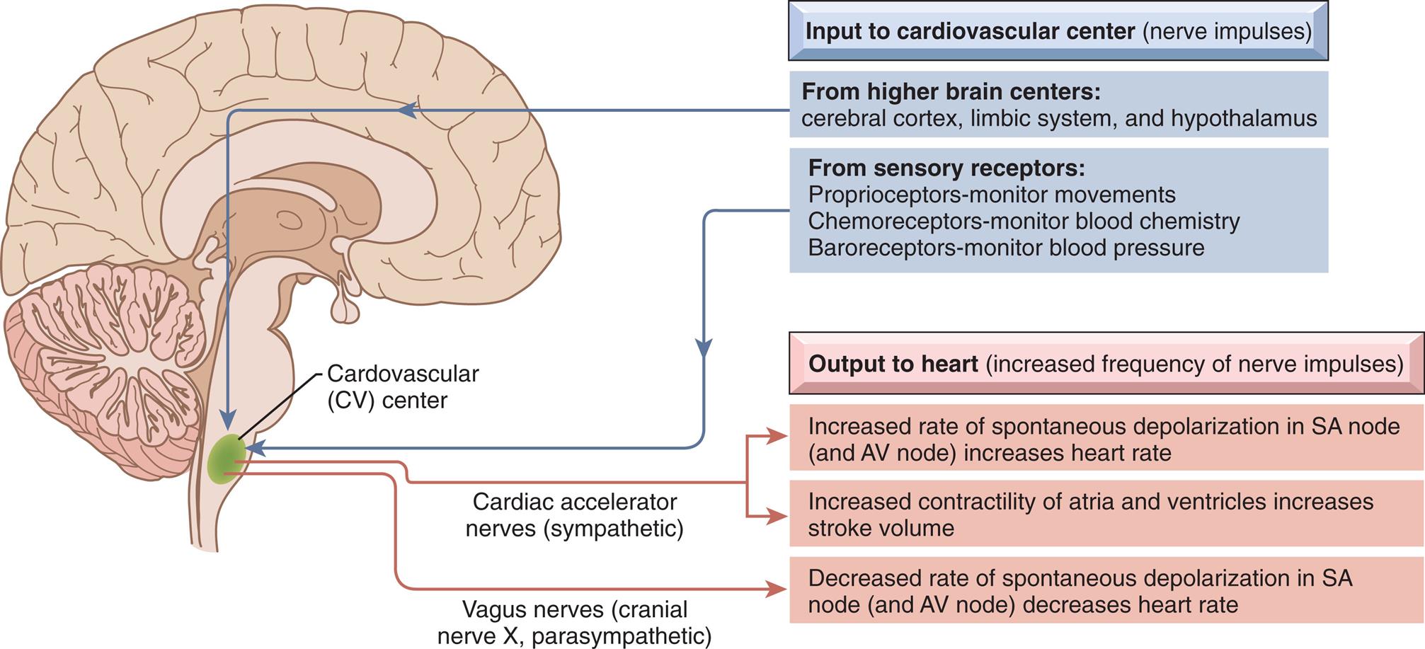 A right lateral illustration of the brain highlights the cardiovascular (C V) center at the base of the brain. The inputs to the cardiovascular center (nerve impulses) are as follows. • From higher brain centers: cerebral cortex, limbic system, and hypothalamus. • From sensory receptors: Proprioceptors-monitor movements, chemoreceptors-monitor blood chemistry, and baroreceptors-monitor blood pressure. The outputs to the heart (increased frequency of nerve impulses) are as follows. • Cardiac accelerator nerves (sympathetic): Increased rate of spontaneous depolarization in S A node (and A V node) increases heart rate. Increased contractility of atria and ventricles increases stroke volume. • Vagus nerves (cranial nerve X, parasympathetic): Decreased rate of spontaneous depolarization in S A node (and A V node) decreases heart rate.