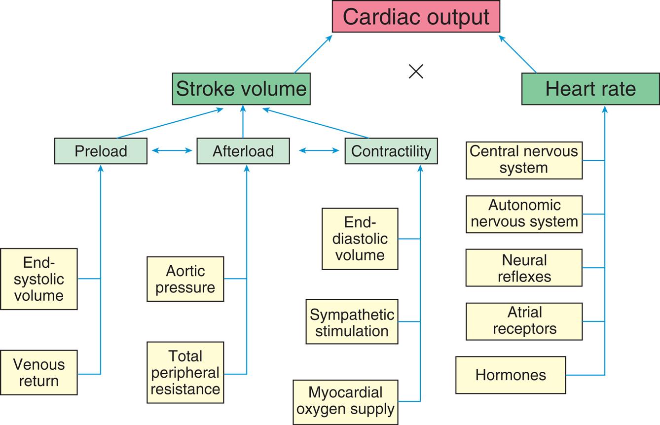 A flowchart lists the factors affecting cardiac performance. • End-systolic volume and venous return affects preload. • Total peripheral resistance and aortic pressure affects afterload. • Myocardial oxygen supply, sympathetic stimulation, and end diastolic volume affects contractility. • Preload, afterload, and contractility are interrelated which impacts stroke volume. • Hormones, atrial receptors, neural reflexes, autonomic nervous system, and central nervous system affect heart rate.