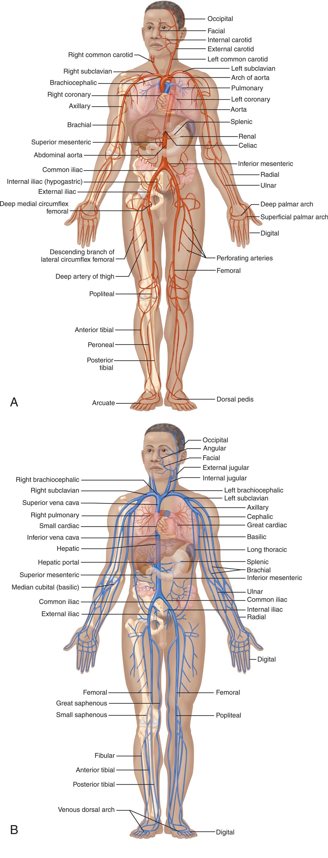 Top panel, A. An illustration of the anterior view of person shows and identifies the following arteries, clockwise from the top right: occipital, facial, internal carotid, external carotid, left common carotid, left subclavian, arch of aorta, pulmonary, left coronary, aorta, splenic, renal, celiac, inferior mesenteric, radial, ulnar, deep palmar arch, superficial palmar arch, digital, perforating arteries, femoral, dorsal pedis, arcuate, posterior tibial, peroneal, anterior tibial, popliteal, deep artery of thigh, descending branch of lateral circumflex femoral, deep medial circumflex femoral, external iliac, internal iliac (hypogastric), common iliac, abdominal aorta, superior mesenteric, brachial, axillary, right coronary, brachiocephalic, right subclavian, and right common carotid. Bottom panel, B. An illustration of the anterior view of person shows and identifies the following veins, clockwise from the top right: occipital angular, facial, external jugular, internal jugular, left brachiocephalic, left subclavian, axillary, cephalic, great cardiac, basilic, long thoracic, splenic, brachial, inferior mesenteric, ulnar, common iliac, internal iliac, radial, digital, femoral, popliteal, digital, venous dorsal arch, posterior tibial, anterior tibial, fibular, small saphenous, great saphenous, femoral, external iliac, common iliac, median cubital (basilic), superior mesenteric, hepatic portal, hepatic, inferior vena cava, small cardiac, right pulmonary, superior vena cava, right subclavian, and right brachiocephalic.