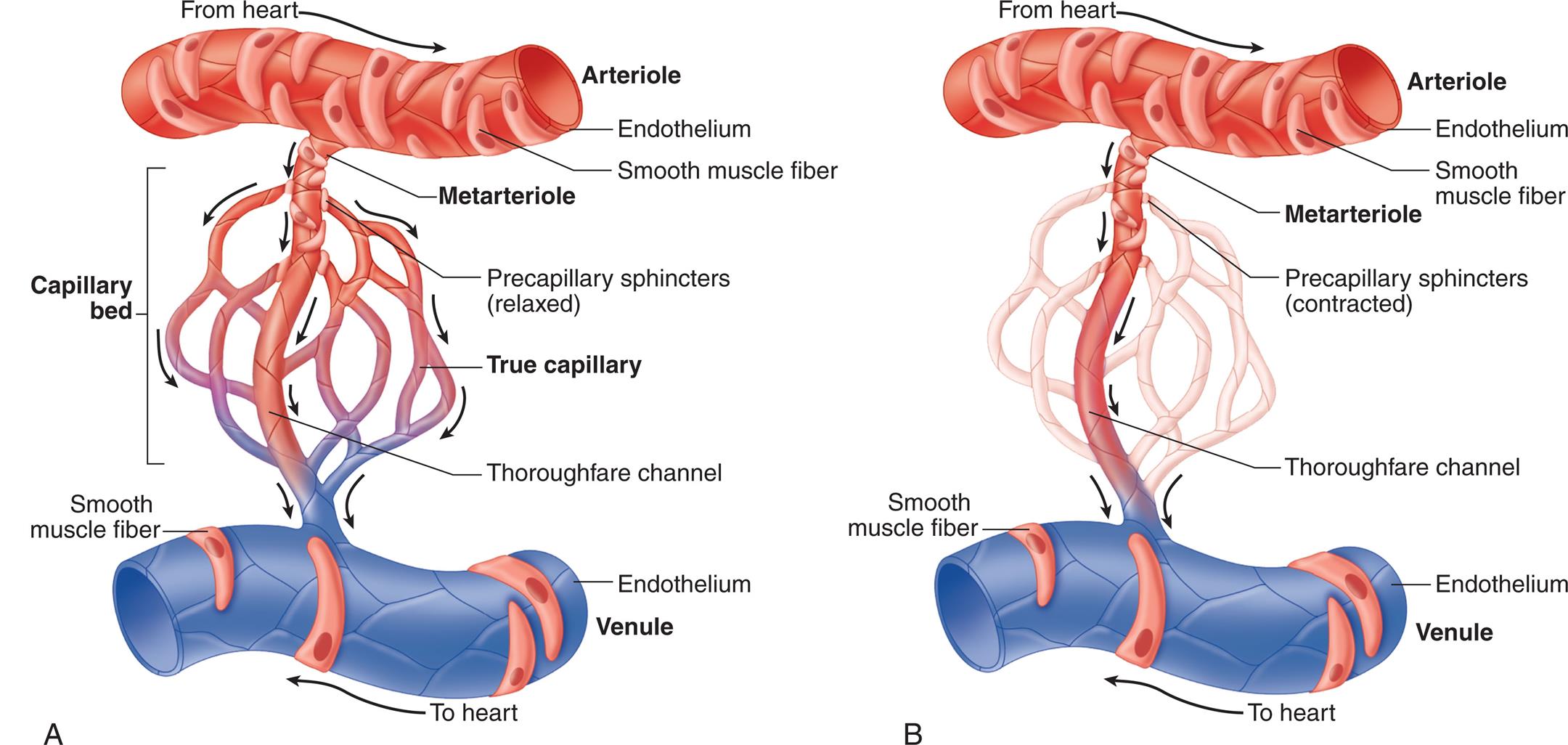 Left panel, A. An illustration shows the arteriole, the capillary bed, and the venule. The endothelium and smooth muscle fiber of the arteriole are labeled. Blood flow from the heart and through the arteriole. The capillary bed comprises precapillary sphincters (relaxed), true capillary, and thoroughfare channel. The endothelium and the smooth fiber of the venule are labeled. Blood from the venule flows to the heart. Blood flows from arteriole to metarteriole followed by capillary bed. Right panel, B. An illustration shows the arteriole, the metarteriole, and the venule. The endothelium and the smooth muscle fiber of the arteriole are labeled. Blood from the heart flows through the arteriole, into the venule and to the heart. The endothelium and the smooth muscle fiber of the venule are labeled. Precapillary sphincters (contracted) and thoroughfare channel.