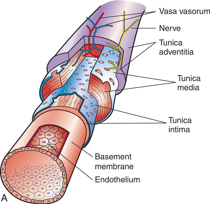 Left panel, A. The illustration shows a cutaway view of a blood vessel and identifies the following layers from the inside to the outside: endothelium, basement membrane, tunic intima, tunica media, tunica adventitia, nerve, and vasa vasorum. Right panel, B. The illustration shows a cross-section of the blood vessel. The structure identified on the illustration are as follows: plasma membrane, water-filled pore, interstitial fluid, plasma, cytoplasm, and endothelial cell. The functions of the endothelium are as follows. Plasma protein generally cannot cross the capillary wall. Exchangeable proteins are moved across by vesicular transport. Small water-soluble substances pass through the pores. Lipid-soluble substances pass through the endothelial cells.