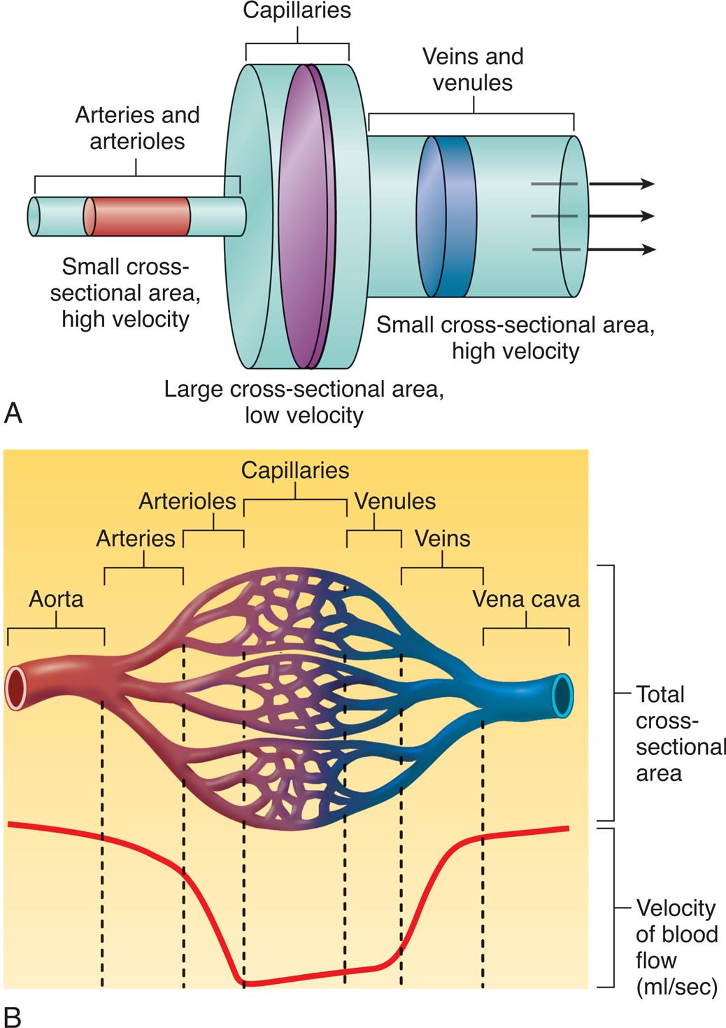 Top panel, A. An illustration compares the size of the arteries, capillaries, and veins. Arteries and arterioles: small cross-sectional area, high velocity. Capillaries: large cross-sectional area, low velocity. Veins and venules: small cross-sectional area (larger than that of arteries and arterioles), high velocity. Arrows from the left to the right, along the vessels represent the flow. Bottom panel, B. An illustration shows and labels the following structures, from the left to the right: aorta, arteries, arterioles, capillaries, venules, veins, and vena cava. The upper part of the illustration represents total cross-sectional area. The lower part of the illustration represents velocity of blood flow in milliliters per second. The curve is high and stable initially, falls and is roughly stable for a while, and rises to stabilize at the original level.