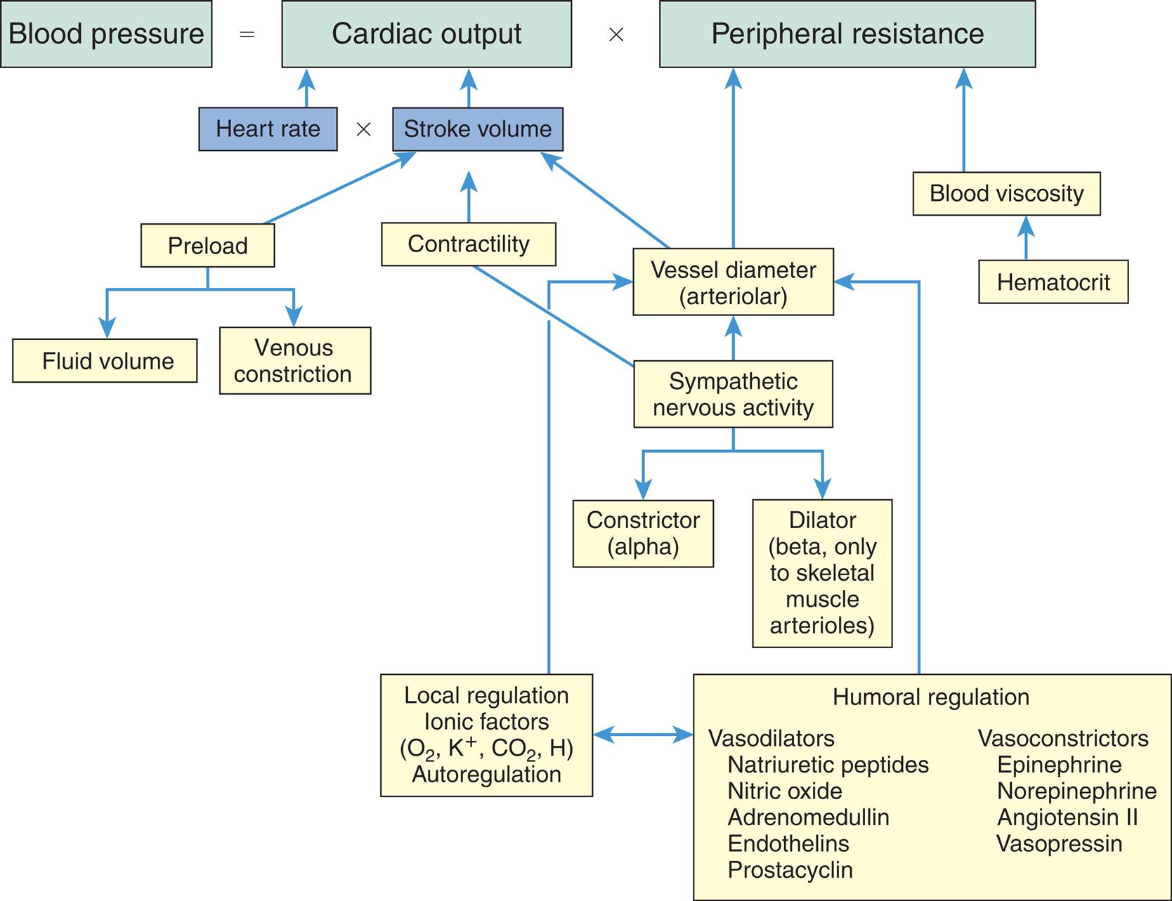 An equation and an accompanying flowchart show the factors regulating blood pressure. The equation reads: blood pressure equals cardiac output (heart rate multiplied with stroke volume) multiplied with peripheral resistance (P R) or hypertension equals increased C O and or increased P R. • In hypertension increased preload leads to increased fluid volume and venous constriction. • Increased contractility affects the cardiac output. • Vessel diameter (arteriolar) and blood viscosity impact the peripheral resistance. The flowchart shows the following pathways. 1. Humoral regulation (vasodilators and vasoconstrictors). Interrelated with 2. Leads to 3. 2. Local regulation, ionic factors (oxygen, potassium ions, carbon dioxide, and hydrogen), autoregulation. Leads to 3. 3. Vessel diameter (arteriolar). Impacts the peripheral resistance. 4. Sympathetic nervous activity. Leads to 3, 5, and 6. 5. Constrictor (alpha). 6. Dilator (beta, only to skeletal muscle arterioles). Vasodilators include natriuretic peptides, nitric oxide, adrenomedullin, endothelins, and prostacyclin. Vasoconstrictors include epinephrine, norepinephrine, angiotensin 2, and vasopressin.
