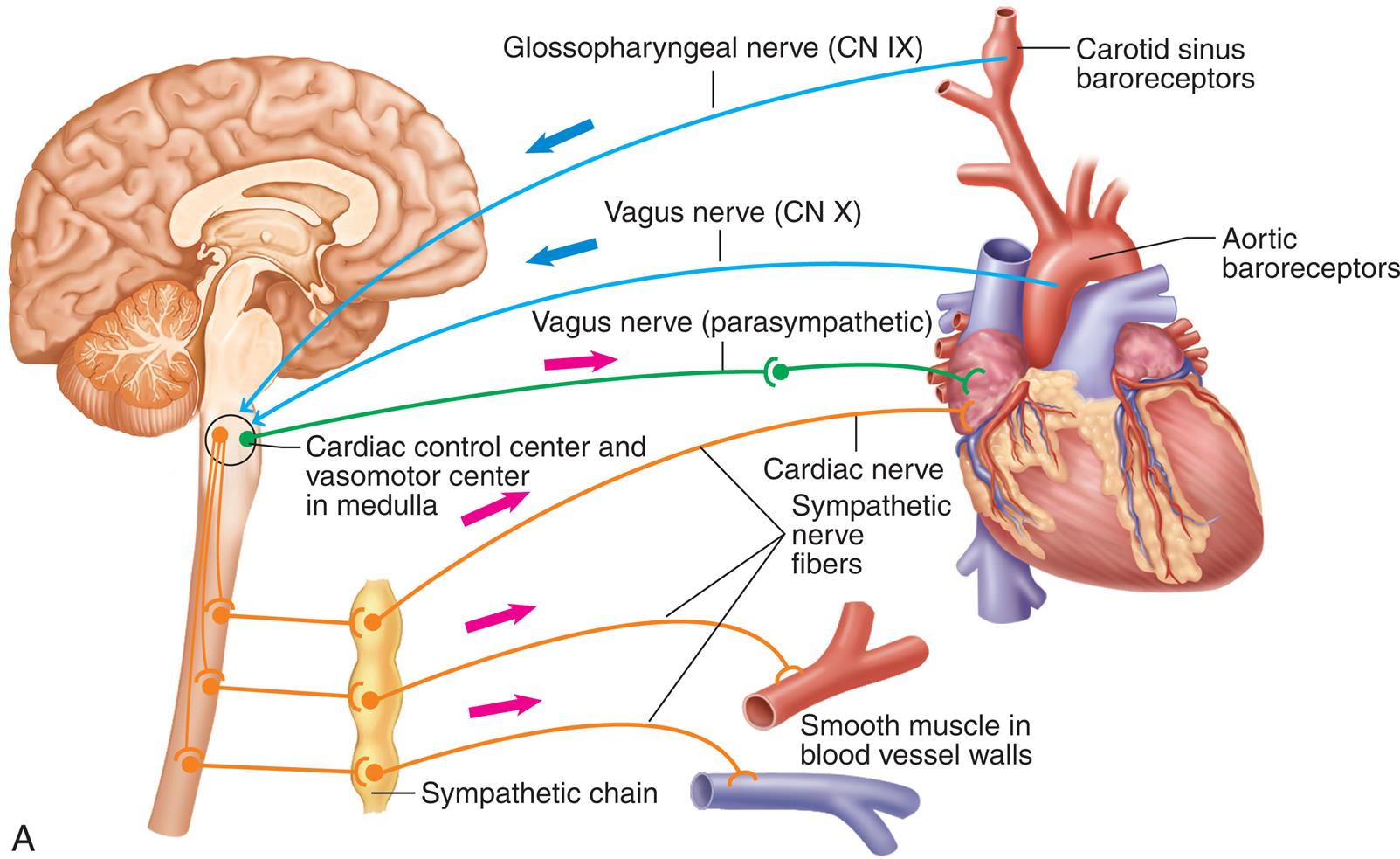 Top panel, A. An illustration of the brain and the heart shows the baroreceptor reflexes. The reflexes are as follows. • Carotid sinus baroreceptors, through glossopharyngeal nerve (C N 9) to cardiac control center and vasomotor center in medulla. • Carotid sinus baroreceptors, through vagus nerve (C N 10) to cardiac control center and vasomotor center in medulla. • Cardiac control center and vasomotor center in medulla, through vagus nerve (parasympathetic) to heart. • Sympathetic chain to cardiac nerve, sympathetic nerve fibers, and smooth muscle in blood vessel walls. Bottom panel, B. An illustration of the brain and the heart shows the vasomotor chemoreflexes. • Peripheral chemoreceptors (carotid bodies, aortic bodies): decreased oxygen, increased carbon dioxide, decreased p H (increased hydrogen ions) result in decreased parasympathetic impulses. • Medullary chemoreceptors: increased carbon dioxide, decreased oxygen, decreased p H (increased hydrogen ions). • Increase sympathetic impulses. • Cardiac control center through vagus nerve (parasympathetic) to heart. • Sympathetic chain to cardiac nerve, sympathetic nerve fibers, and smooth muscle in blood vessel walls.