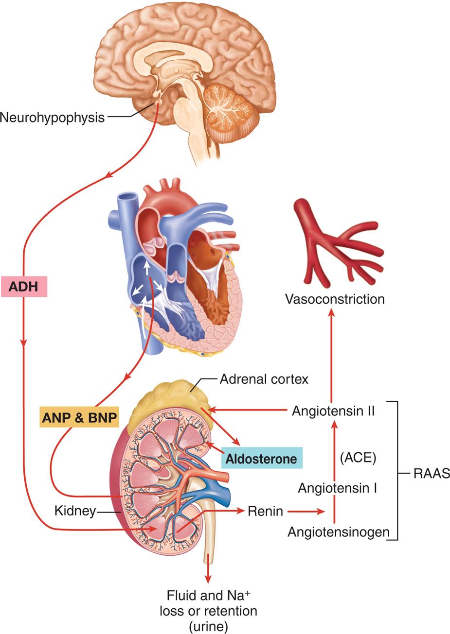 An illustration shows the three mechanisms influencing total plasma volume. • A D H from neurohypophysis triggers the kidney. • A N P and B N P from the heart trigger the kidney. • Fluid and sodium ions loss or retention (urine). • Renin converts angiotensinogen to angiotensin 1 and angiotensin 1 is converted to angiotensin 2 in the presence of A C E which results in vasoconstriction. • R A S S: angiotensin 1 to A C E to angiotensin 2 to adrenal cortex that releases aldosterone to the kidney. • R A S S to vasoconstriction.