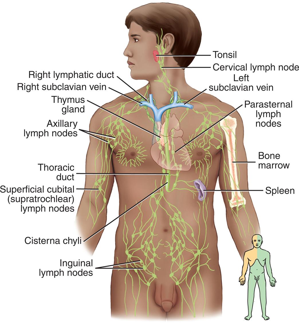 An illustration of the anterior view of a person shows and identifies the principal organs of the lymphatic system, clockwise from the top-right: tonsil, cervical lymph node, left subclavian vein, parasternal lymph nodes, bone marrow, spleen, inguinal lymph nodes, cisterna chyli, superficial cubital (supratrochlear) lymph nodes, thoracic duct, axillary lymph nodes, thymus gland, right subclavian vein, and right lymphatic duct.