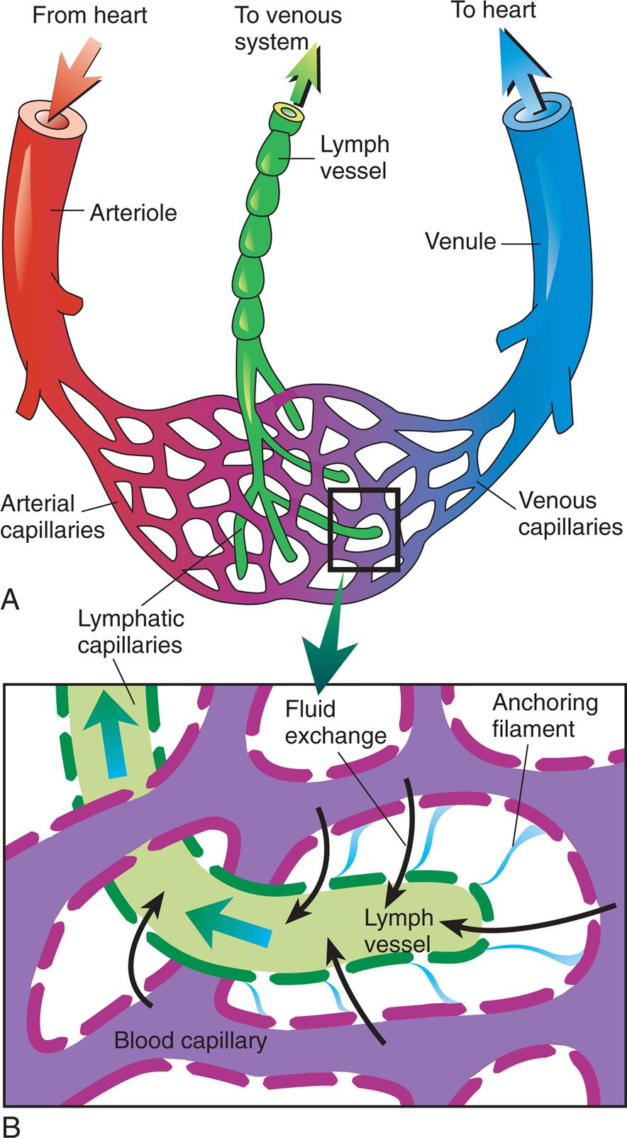Top panel, A. The illustration shows the lymphatic capillaries. The flow of blood from heart is as follows: from heart to arteriole to arterial capillaries to venous capillaries to venule to heart. The lymphatic capillaries enmeshed with the capillaries connects to the lymph vessel, which leads to the venous system. Bottom panel, B. The illustration shows a magnified view of the microcirculation. The illustration shows anchoring filaments binding the capillaries and the lymph vessel. Fluid exchange occurs capillaries to lymph vessel.