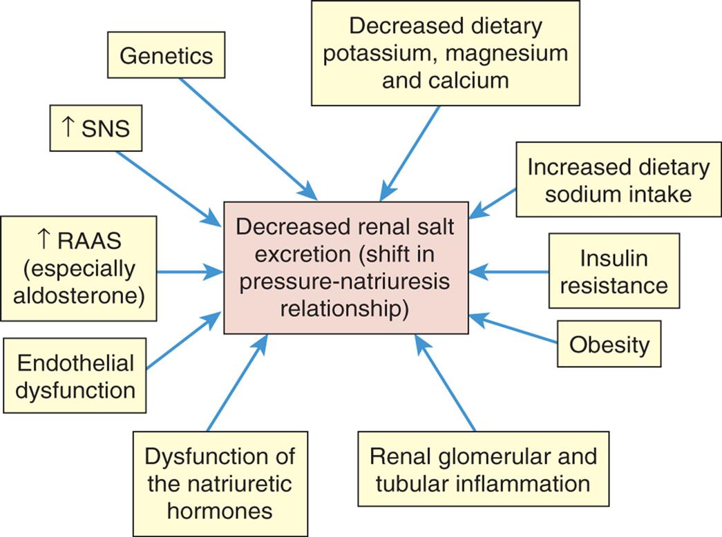 An illustration lists the various factors leading to decreased renal salt (shift in pressure-natriuresis relationship). • Increased dietary sodium intake. • Insulin resistance. • Obesity • Renal glomerular and tubular inflammation. • Dysfunction of the natriuretic hormones. • Endothelial dysfunction. • Increased R A A S (especially aldosterone). • Increased S N S. • Genetics. • Decreased dietary potassium, magnesium, and calcium.