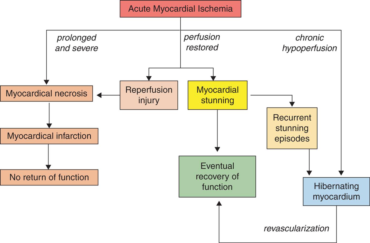 A flowchart shows the structural and functional changes associated with acute myocardial ischemia. 1. Acute Myocardial ischemia. If prolonged and severe, leads to 2. If perfusion is restored, leads to 5 and 6. If chronic hypoperfusion, leads to 9. 2. Myocardial necrosis. Leads to 3. 3. Myocardial infraction. Leads to 4. 4. No return of function. 5. Reperfusion injury. Leads to 2. 6. Myocardial stunning. Leads to 7 and 8. 7. Recurrent stunning episodes. Leads to 9. 8. Eventual recovery of function. 9. Hibernating myocardium. If revascularization, leads to 8.