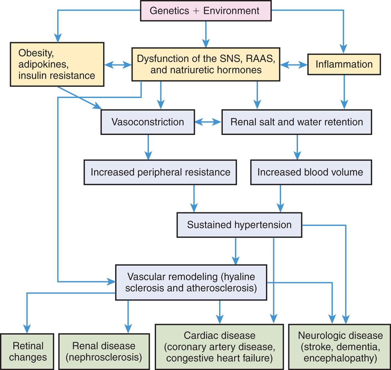 A flowchart shows the pathophysiology of hypertension. 1. Genetics and environment. Leads to 2, 3, and 4. 2. Obesity, adipokines, and insulin resistance. Interrelated with 3. Leads to 5. 3. Dysfunction of the S N S, R A A S, and natriuretic hormones. Interrelated with 4. Leads to 5, 6, and 10. 4. Inflammation. Leads to 6. 5. Vasoconstriction. Interrelated with 6. Leads to 7. 6. Renal salt and water retention. Leads to 8. 7. Increased peripheral resistance. Leads to 9. 8. Increased blood volume. Leads to 9. 9. Sustained hypertension. Leads to 10, 13, and 14. 10. Vascular remodeling (hyaline sclerosis and atherosclerosis). Leads to 11, 12, 13, and 14. 11. Retinal changes. 12. Renal disease (nephrosclerosis). 13. Cardiac disease (coronary artery disease, congestive heart failure). 14. Neurologic disease (stroke dementia, encephalopathy).