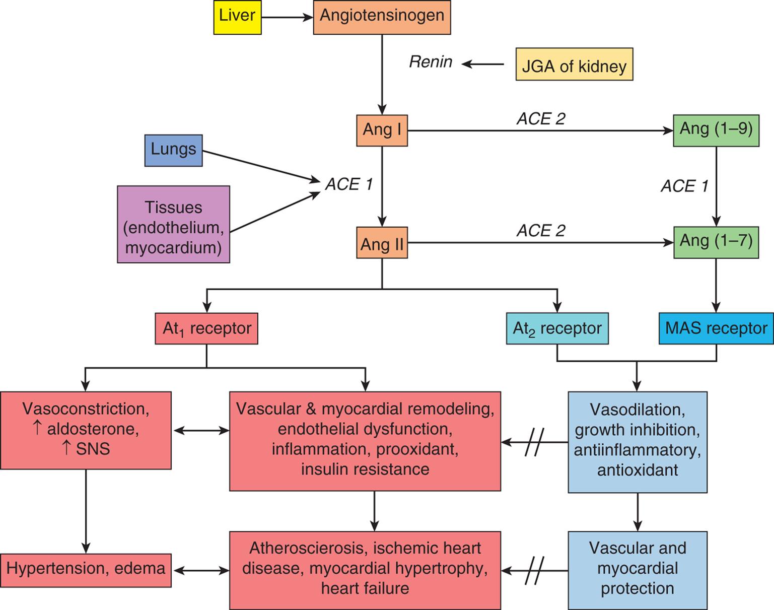 A flowchart represents the renin-angiotensin-aldosterone system. The effects of the system on tissues are also included.