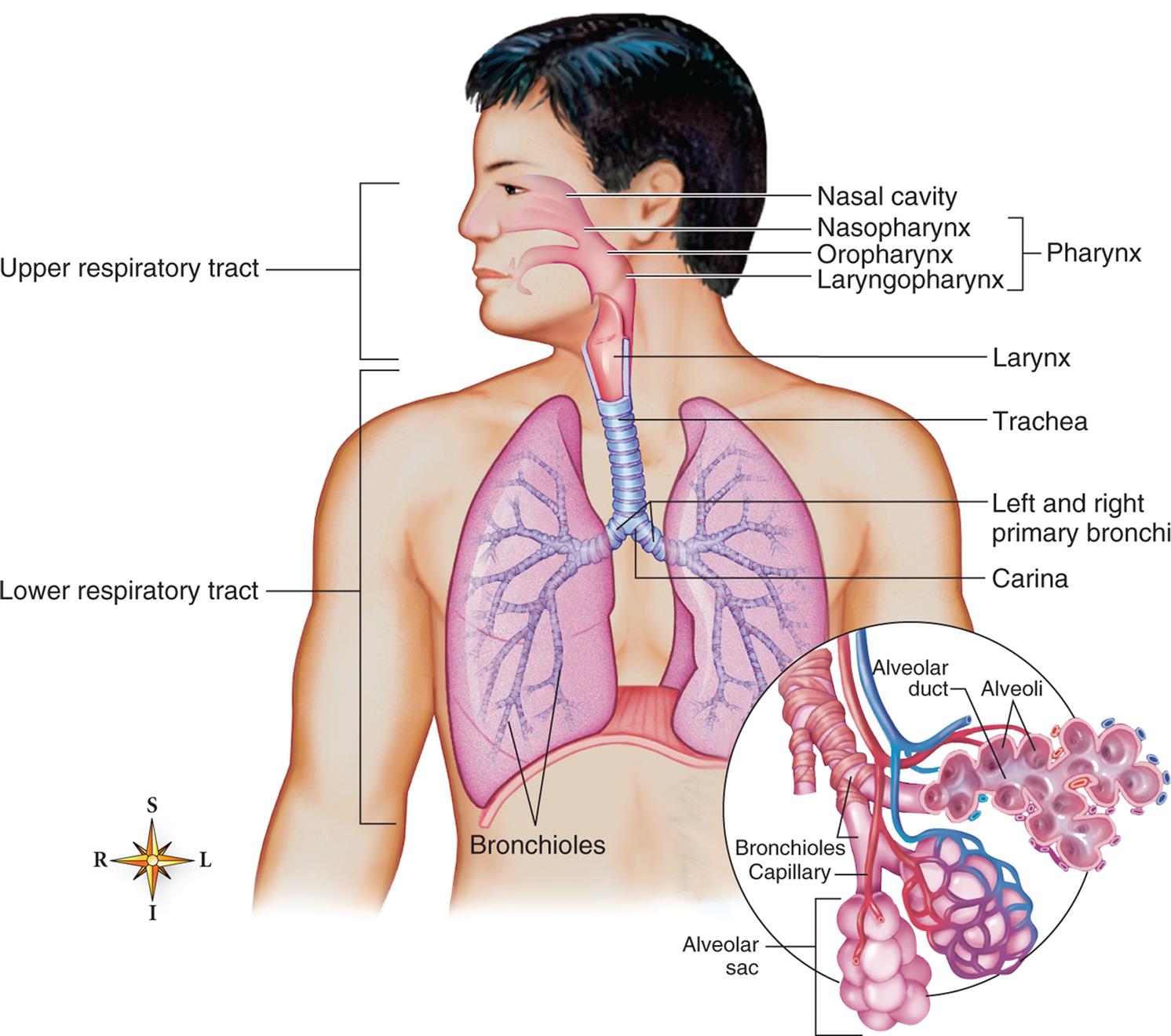An illustration of a person’s torso shows and labels the different parts of the upper and lower respiratory tracts. The upper respiratory tract comprises the pharynx and includes the following structures from the top to the bottom: nasal cavity, nasopharynx, oropharynx, and laryngopharynx. The lower respiratory system comprises the larynx, trachea, left and right primary bronchi, carina, and bronchioles. An accompanying illustration shows a magnified view of the bronchioles and identifies the following parts: alveolar duct, alveoli, bronchioles capillary, and alveolar sac.