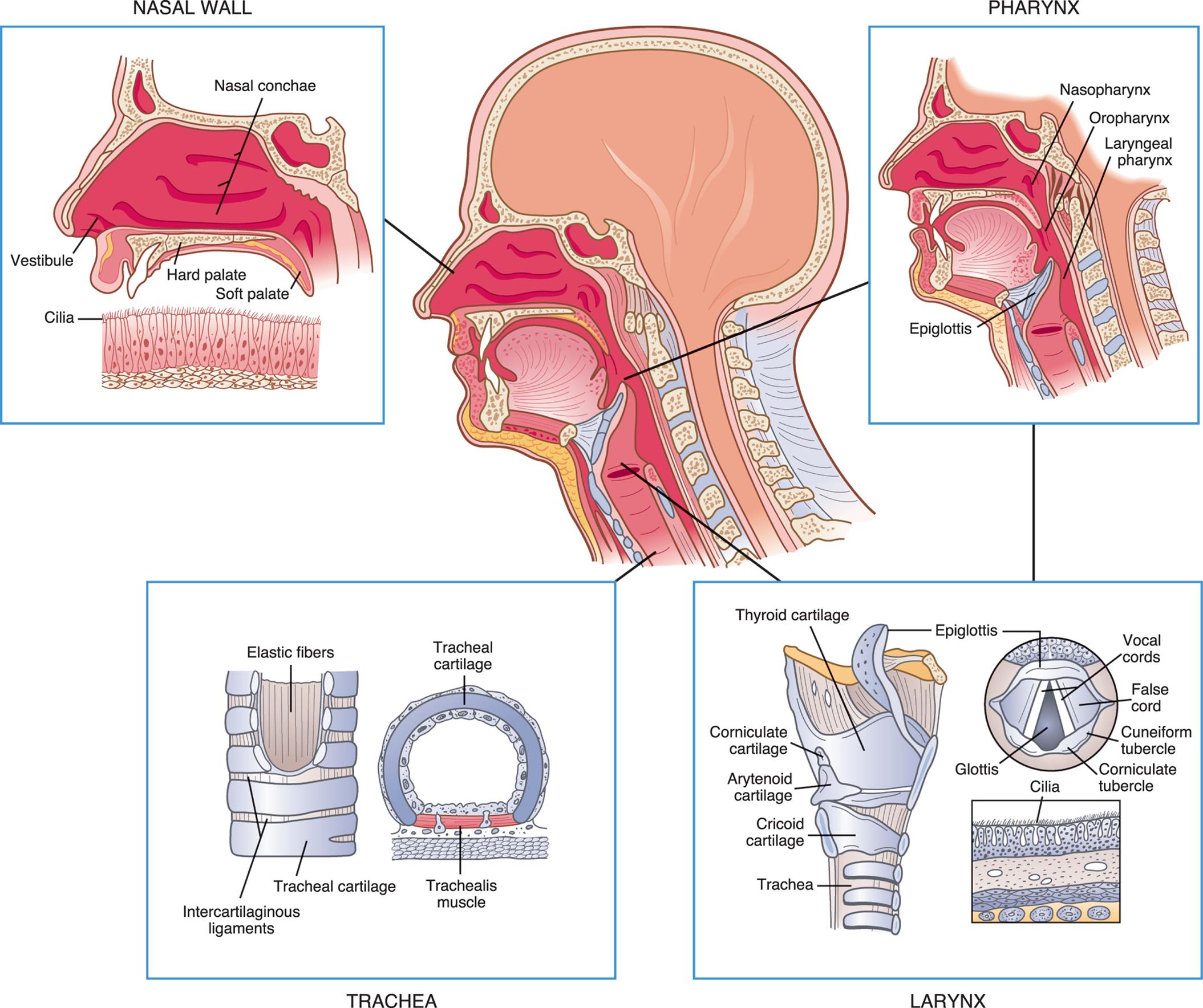 An illustration of the left lateral view of a persons head is accompanied by magnified views of the different structures of the upper airway. The illustration of a magnified view of the nasal wall identifies the following structures: vestibule, cilia, hard palate, nasal conchae, and soft palate. The illustration of a magnified view of the pharynx identifies the following structures: nasopharynx, oropharynx, laryngeal pharynx, and epiglottis. The illustration of a magnified view of the larynx shows a cutaway view and a cross-sectional view, identifying the following structures: thyroid cartilage, corniculate cartilage, arytenoid cartilage, traches, epiglottis, vocal cords, false cord, cuneiform tubercle, corniculate tubercle, glottis, and cilia. The illustration of a magnified view of the trachea shows a cutaway view and a cross-sectional view, identifying the following structures: elastic fibers, intercartilaginous ligaments, tracheal cartilage, and tracheal muscle.