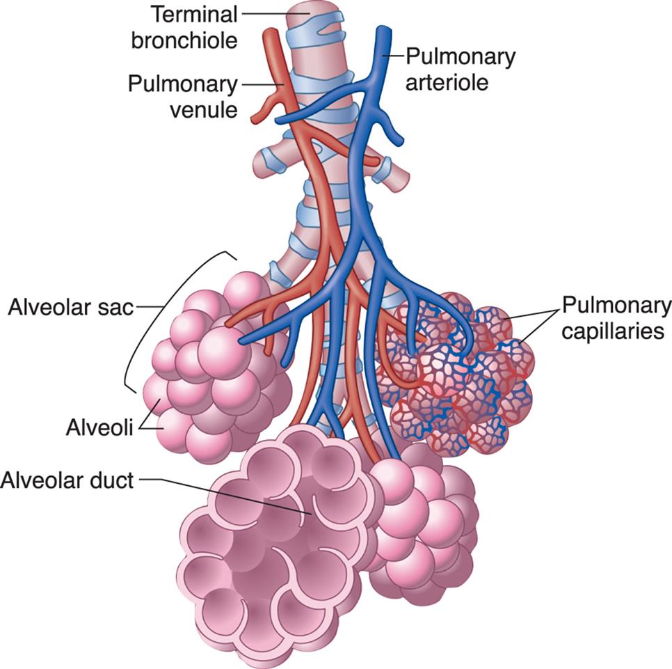 An illustration of the alveoli shows and labels the following structures from the top: terminal bronchiole, pulmonary venule, pulmonary arteriole, alveolar sac, alveoli, pulmonary capillaries, and alveolar duct.