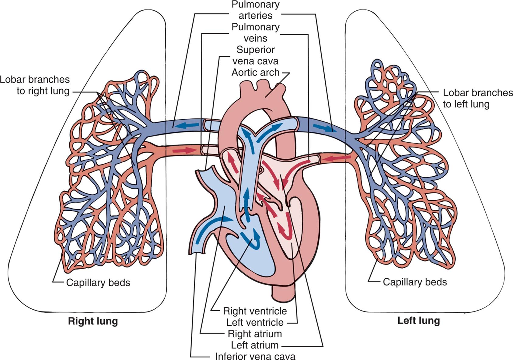 An illustration of the left lung, the heart, and the right lung shows the pulmonary circulation. The following structures on the right lung are identified: lobar branches to right lung and capillary beds. The followings structures on the left lung are identified: lobar branches to left lung and capillary beds. The following structures on the heart are identified: pulmonary arteries, pulmonary veins, superior vena cava, aortic arch, right ventricle, left ventricle, right atrium, left atrium, and inferior vena cava. Blood flows from the capillary beds of both lungs into the heart and from the heart into the pulmonary arteries leading to the lungs.