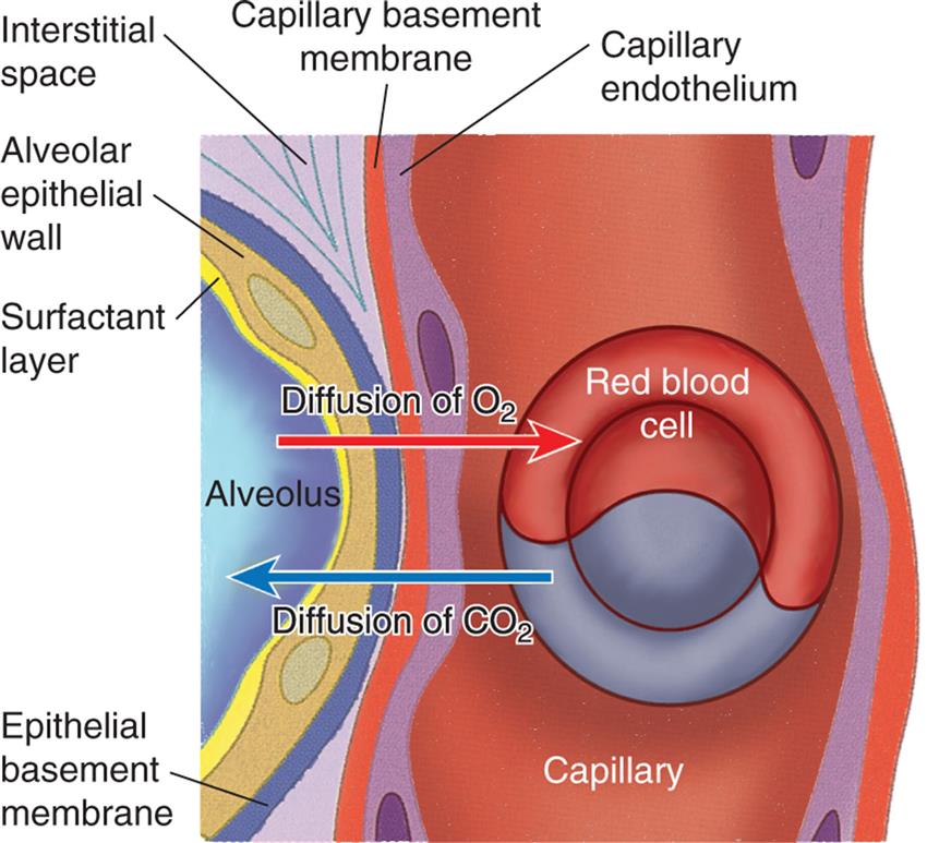 An illustration of the cross-section of the alveolus shows and labels the following structures: surfactant layer, alveolar epithelial wall, epithelial basement membrane, interstitial space, capillary basement membrane, capillary endothelium, capillary, and red blood cell. Diffusion of oxygen is traced from the alveolus to the red blood cell. Diffusion of carbon dioxide is traced from the red blood cell to the alveolus.