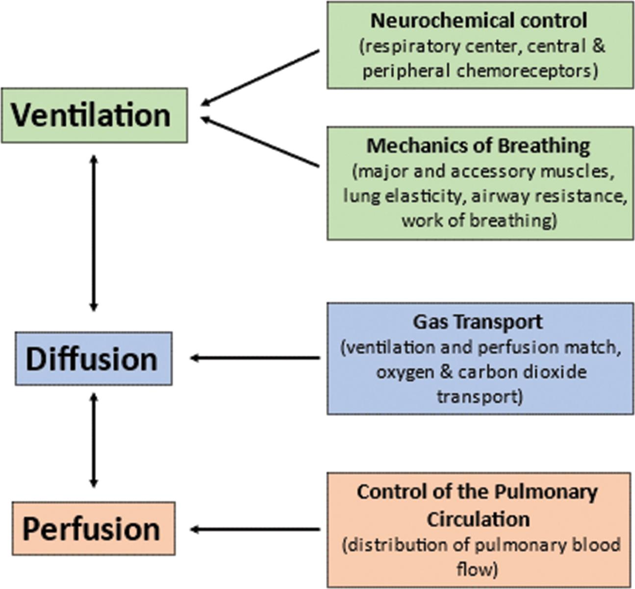 A flowchart shows the functional components of the respiratory system. 1. Ventilation (interrelated with 2): Neurochemical control (respiratory center, central and peripheral chemoreceptors) and mechanics of breathing (major and accessory muscles, lung elasticity, airway resistance, and work of breathing. 2. Diffusion (interrelated with 3): Gas transport (ventilation and perfusion match, oxygen and carbon dioxide transport). 3. Perfusion: Control of the pulmonary circulation (distribution of pulmonary blood flow).