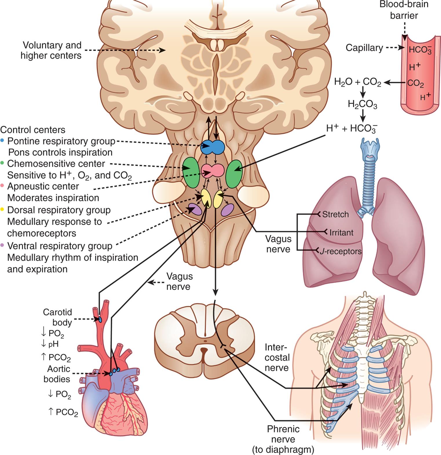 An illustration of the brain, capillary, lung, torso, cartilage, and heart shows the neurochemical respiratory control system. The illustration of the capillary shows bicarbonate ions, hydrogen ions, and carbon dioxide. Carbon dioxide from the capillary mixes with water to form carbonic acid, which breaks down into hydrogen ions and bicarbonate ions. Hydrogen ions acts on chemosensitive center. The illustration of the brain shows the voluntary and higher centers and the control centers. • Pontine respiratory group. Pons controls inspiration. • Chemosensitive center. Sensitive to hydrogen ions, oxygen, and carbon dioxide. • Apneustic center. Moderates inspiration. • Dorsal respiratory group. Medullary response to chemoreceptors. • Ventral respiratory group. Medullary rhythm of inspiration and expiration. An illustration of the lung shows the stretch, irritant, and J-receptors that connect through the vagus nerve to the brain stem. An illustration of the rib cage shows the intercostal nerve and the phrenic nerve (to diaphragm). An illustration of the heart shows the carotid body and the aortic bodies connected to the vagus nerve in the brain. The carotid body relates to decreased partial pressure of oxygen, decreased p H, and increased partial pressure of carbon dioxide. The aortic bodies represent decreased partial pressure of oxygen and increased partial pressure of carbon dioxide.
