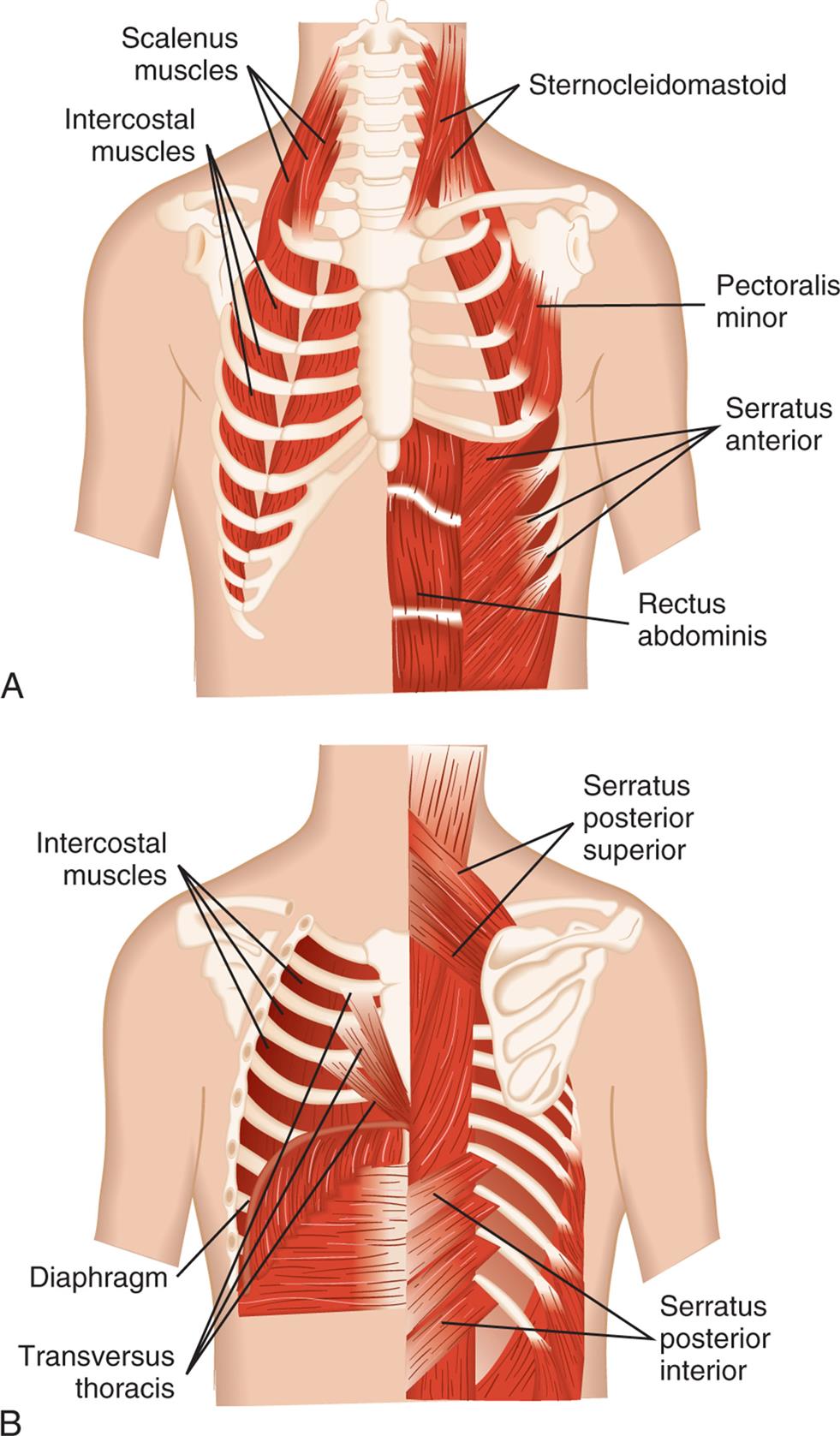 Illustration A is the anterior view of the muscles in the rib cage. The following structures are labeled: scalenus muscles, sternocleidomastoid, intercostal muscles, pectoralis minor, serratus anterior, and rectus abdominis. Illustration B is the posterior view of the muscles in the rib cage. The following structures are labeled: serratus posterior superior, intercostal muscles, diaphragm, serratus posterior inferior, and transversus thoracis.