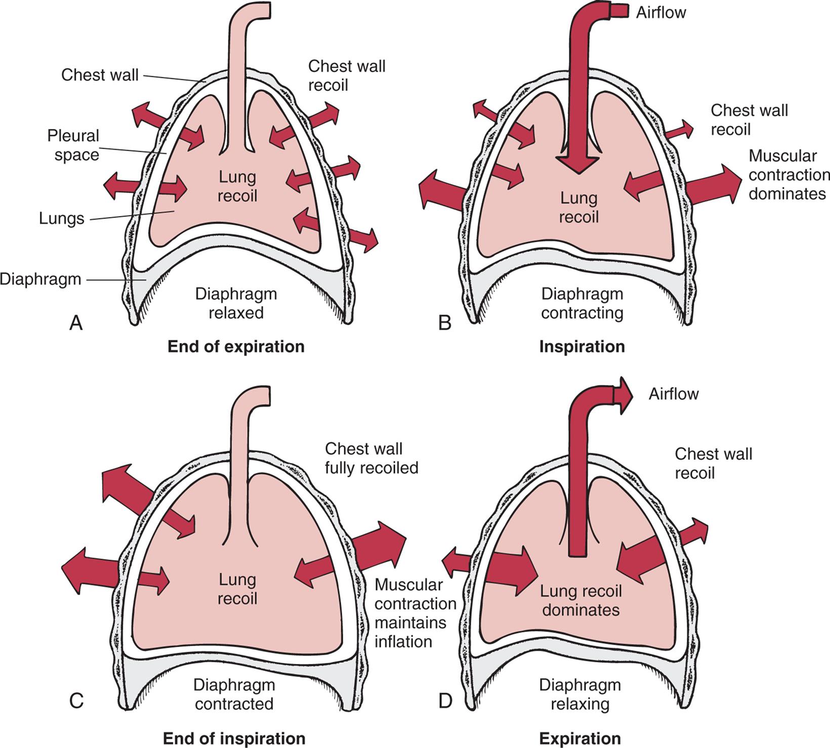 Four illustrations, A, B, C, and D, shoe interaction of forces during inspiration and expiration. Illustration A represents the end of expiration. The chest wall, pleural space, lungs, and diaphragm are identified. The diaphragm is relaxed. Chest wall recoil is traced along the wall both inward and outward. Illustration B represents inspiration. The air flows into the lungs and expands the chest as the muscular contraction dominates. The diaphragm is contracting. Chest wall recoil is outward and minimal; muscular contraction dominates; and lung recoil is medium. Airflow is inward. Illustration C represents end of inspiration. The lung is fully inflated, the diaphragm is contracted, and the muscular contraction maintains inflation. Chest wall is fully recoiled. Illustration D represents expiration. The air flows out of the lung as the lung recoil dominates. Chest wall recoil is minial. Airflow is outward.