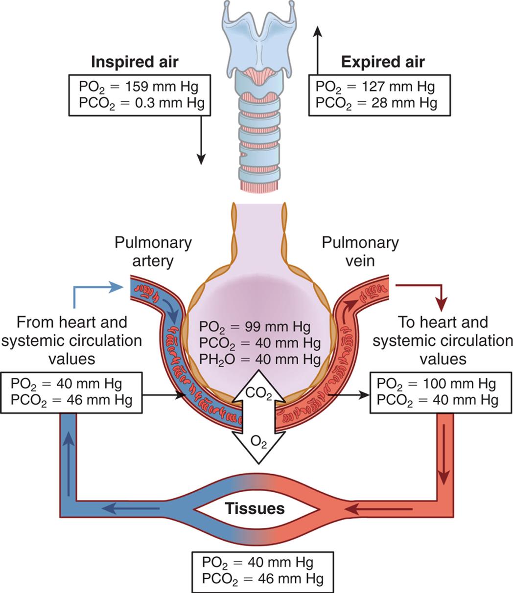 An illustration shows the partial pressure of respiratory gasses in normal respiration. Alveoli pressure quantities are as follows: partial pressure of oxygen at 99 millimeters of mercury, partial pressure of carbon dioxide at 40 millimeters of mercury, and partial pressure of water at 40 millimeters of mercury. Inspired air (partial pressure of oxygen equals 159 millimeters of mercury and partial pressure of carbon dioxide equals 0.3 millimeters of mercury) flows into the respiratory system. Expired air (partial pressure of oxygen equals 127 millimeters of mercury and partial pressure of carbon dioxide equals 28 millimeters of mercury) flows out of the respiratory system. Blood flows from heart (systemic circulation values: partial pressure of oxygen equals 40 millimeters of mercury and partial pressure of carbon dioxide equals 46 millimeters of mercury) through the pulmonary vein to the heart (partial pressure of oxygen equals 100 millimeters of mercury and partial pressure of carbon dioxide equals 40 millimeters of mercury) to the tissues (partial pressure of oxygen equals 40 millimeters of mercury and partial pressure of carbon dioxide equals 46 millimeters of mercury) and back to the heart.