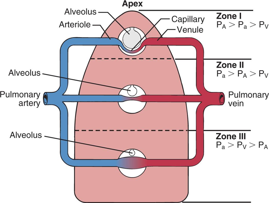 An illustration shows gravity and alveolar pressure. The following structures are labeled from the top to the bottom: apex, alveolus (zone one), arteriole, capillary, venule, alveolus (zone two), pulmonary artery, pulmonary vein, alveolus (zone three). • Zone one: Alveolar pressure is greater than arterial pressure, which is greater than venous pressure. • Zone two: Arterial pressure is greater than alveolar pressure, which is greater than venous pressure. • Zone three: Arterial pressure is greater than venous pressure, which is greater than alveolar pressure.