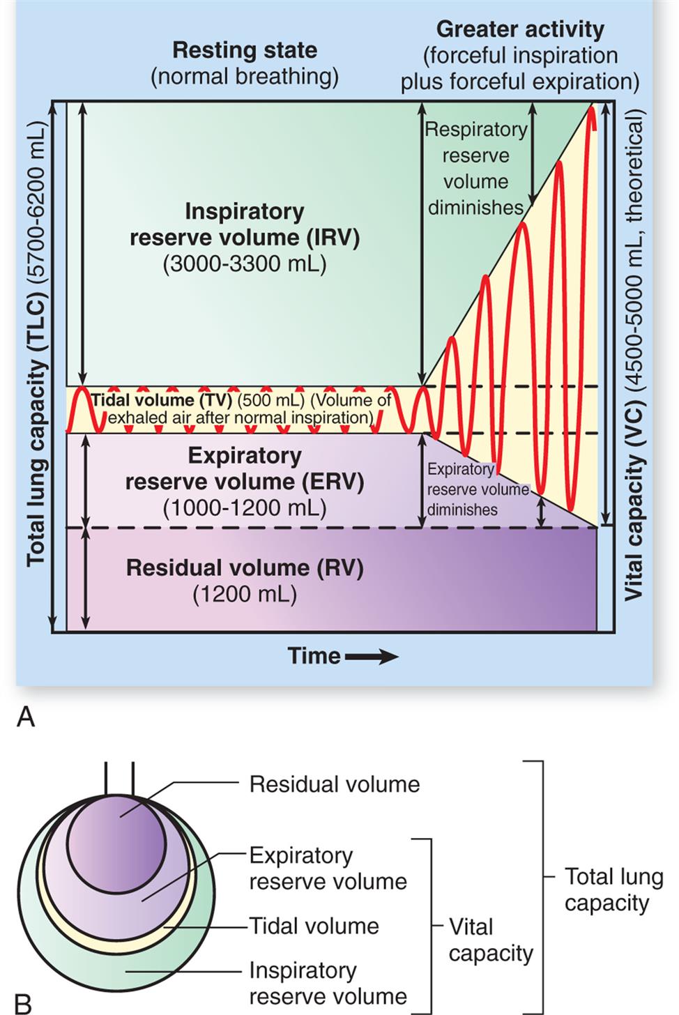 Illustration A shows a spirogram indicating changes in lung volume under different conditions of breathing. Illustration B depicts total lung capacity with the labels of vital capacity and total lung capacity. The labels with the volumes in decreasing order are as follows. Residual volume, expiratory reserve volume, inspiratory reserve volume, and tidal volume.