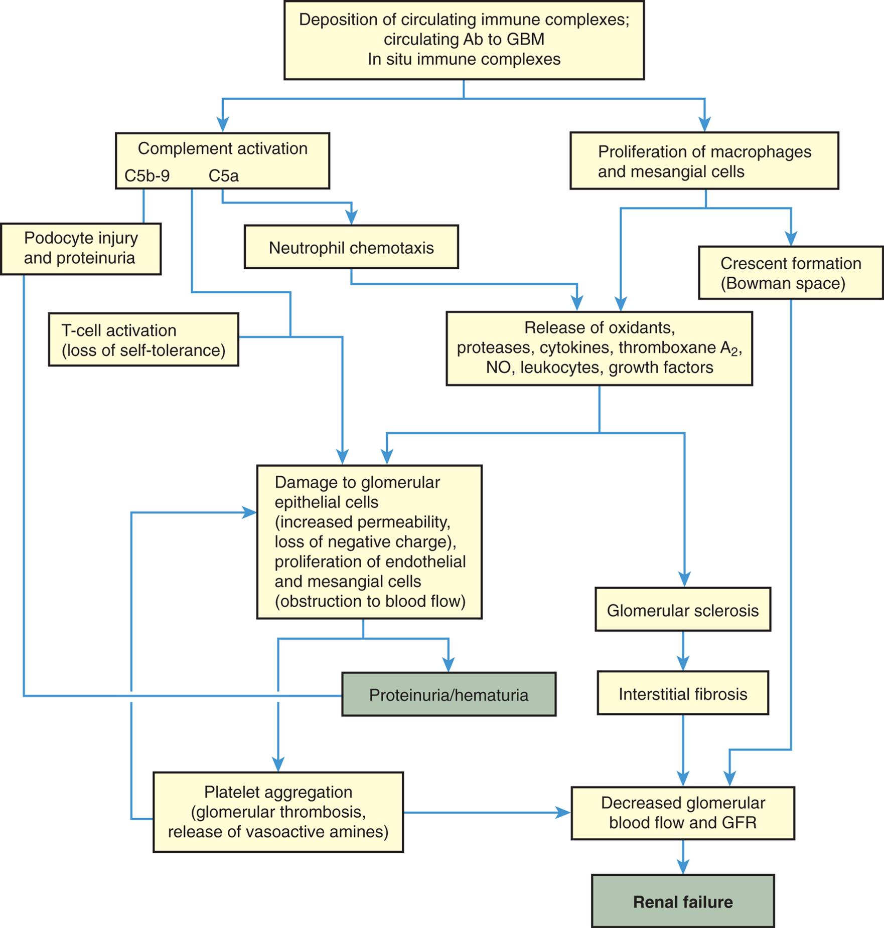 A flowchart shows the mechanisms of glomerular injury. 1. Deposition of circulating immune complexes; circulating Ab to G B M; and In situ immune complexes. Leads to 2 and 3. 2. Complement activation (C 5 b-9 and C 5 a). Leads to 4, 5, 7, and 9. 3. Proliferation of macrophages and mesangial cells. Leads to 6 and 8. 4. Podocyte injury and proteinuria. Leads to 11. 5. Neutrophil chemotaxis. Leads to 8. 6. Crescent formation (Bowman space). Leads to 14. 7. T-cell activation (loss of self-tolerance). Leads to 9. 8. Release of oxidants, proteases, cytokines, thromboxane A sub 2, N O, leukocytes, growth factors. Leads to 9 and 10. 9. Damage to glomerular epithelial cells (increased permeability, loss of negative charge), proliferation of endothelial and mesangial cells (obstruction to blood flow). Leads to 11 and 13. 10. Glomerular sclerosis. Leads to 12. 11. Proteinuria/hematuria. 12. Interstitial fibrosis. Leads to 14. 13. Platelet aggregation (glomerular thrombosis, release of vasoactive amines). Leads to 9 and 14. 14. Decreased glomerular blood flow and G F R. Leads to 15. 15. Renal failure.