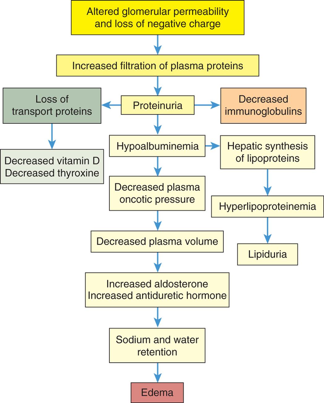 A flowchart shows the pathophysiology of nephrotic syndrome. 1. Altered glomerular permeability and loss of negative charge. Leads to 2. 2. Increased filtration of plasma proteins. Leads to 3. 3. Proteinuria. Leads to 4, 10, and 12. 4. Hypoalbuminemia. Leads to 5 and 13. 5. Decreased plasma oncotic pressure. Leads to 6. 6. Decreased plasma volume. Leads to 7. 7. Increased aldosterone Increased antidiuretic hormone. Leads to 8. 8. Sodium and water retention. Leads to 9. 9. Edema. 10. Loss of transport proteins. Leads to 11. 11. Decreased vitamin D; decreased thyroxine. 12. Decreased immunoglobulins. 13. Hepatic synthesis of lipoproteins. Leads to 14. 14. Hyperlipoproteinemia. Leads to 15. 15. Lipiduria.
