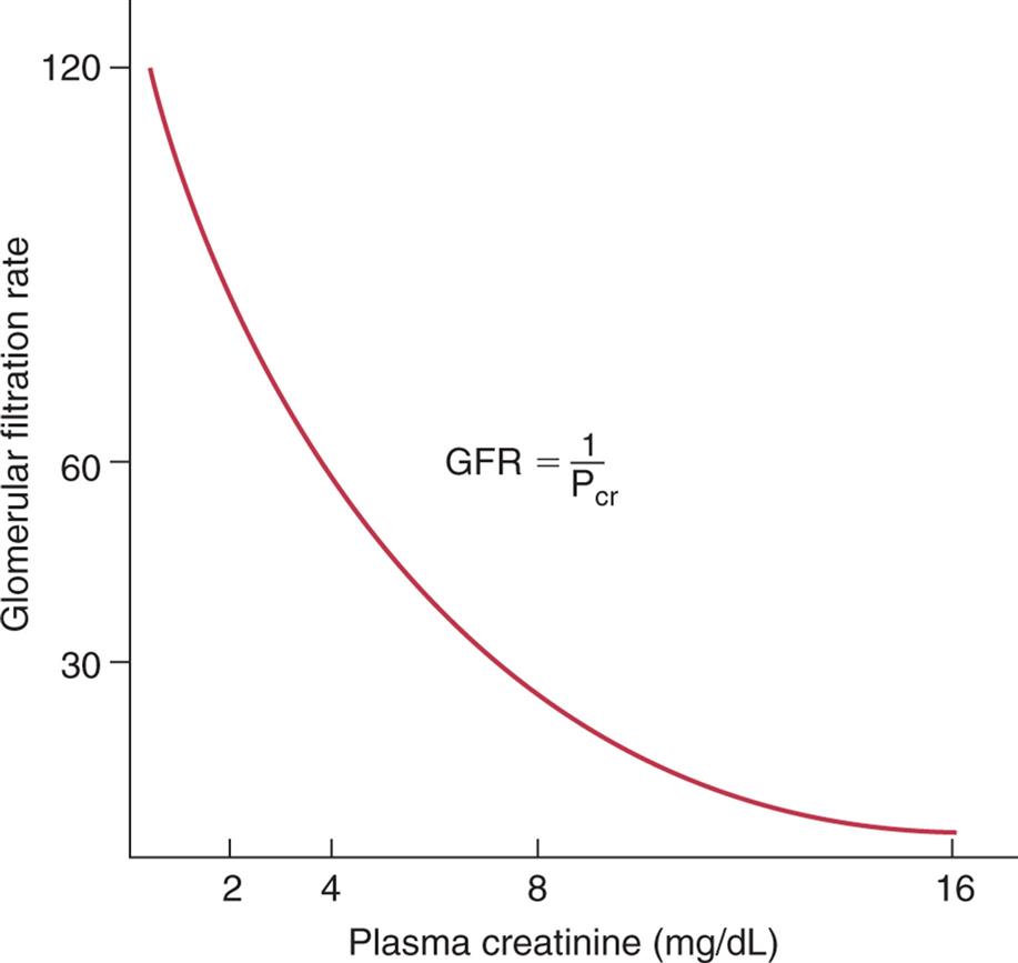 A graph plots glomerular filtration rate against plasma creatinine (in milligrams per deciliter). The horizontal axis ranges from 0 to 16, and the vertical axis ranges from 0 to 120. A concave-up downward sloping curve represents the equation G F R equals 1 over P sub c r.