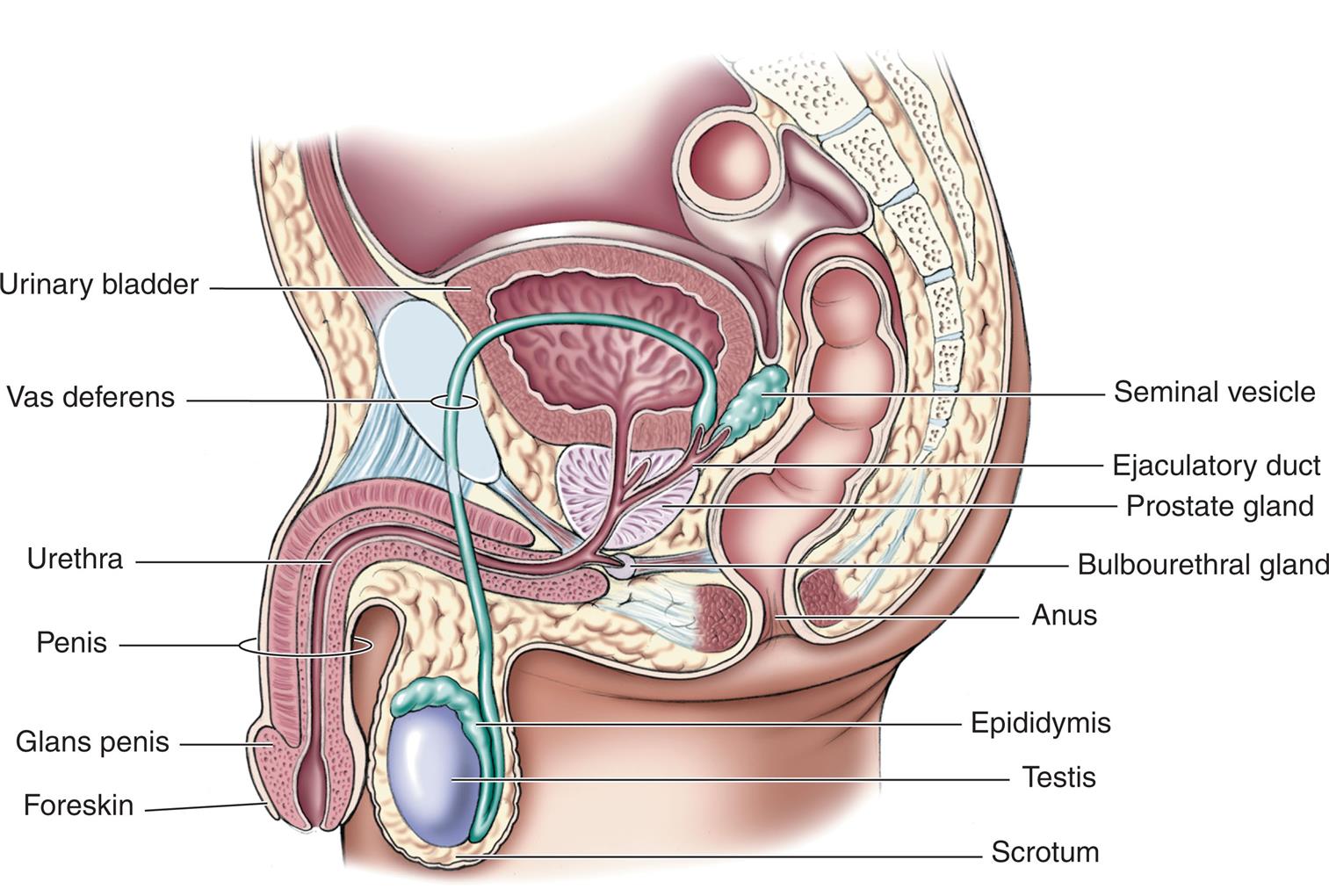 Illustration of lateral view of male pelvis shows labels for structures from top to bottom as follows: urinary bladder, seminal vesicle, vas deferens, ejaculatory duct, prostate gland, bulbourethral gland, urethra, anus, penis, epididymis, testis, glans penis, foreskin, and scrotum.