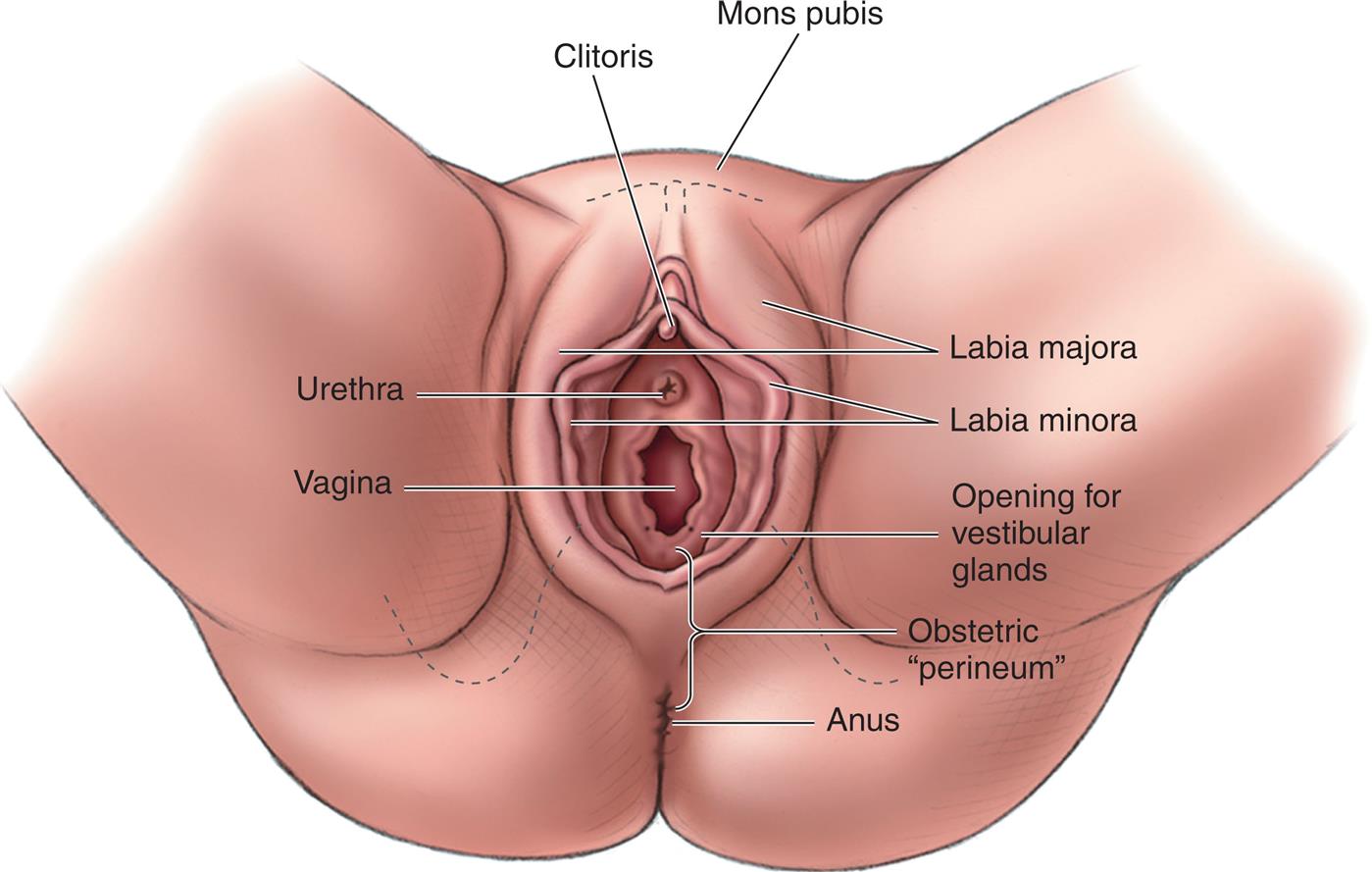 Illustration of perineal view of female pelvis shows labels for structures from top to bottom as follows: Mons pubis, clitoris, labia majora, labia minora, urethra, vagina, opening for vestibular glands, obstetric perineum, and anus.