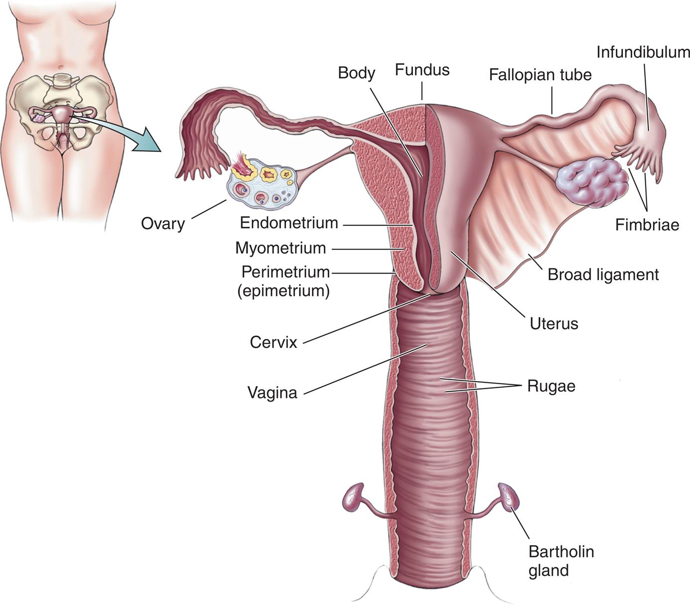 Illustration of female lower body with uterus shows an enlarged view of uterus. The uterus shows labels for structures from top to bottom as follows: Fundus, fallopian tube, infundibulum, fimbriae, ovary, body, uterus, endometrium, myometrium, perimetrium (epimetrium), broad ligament, cervix, vagina, rugae, and Bartholin gland.