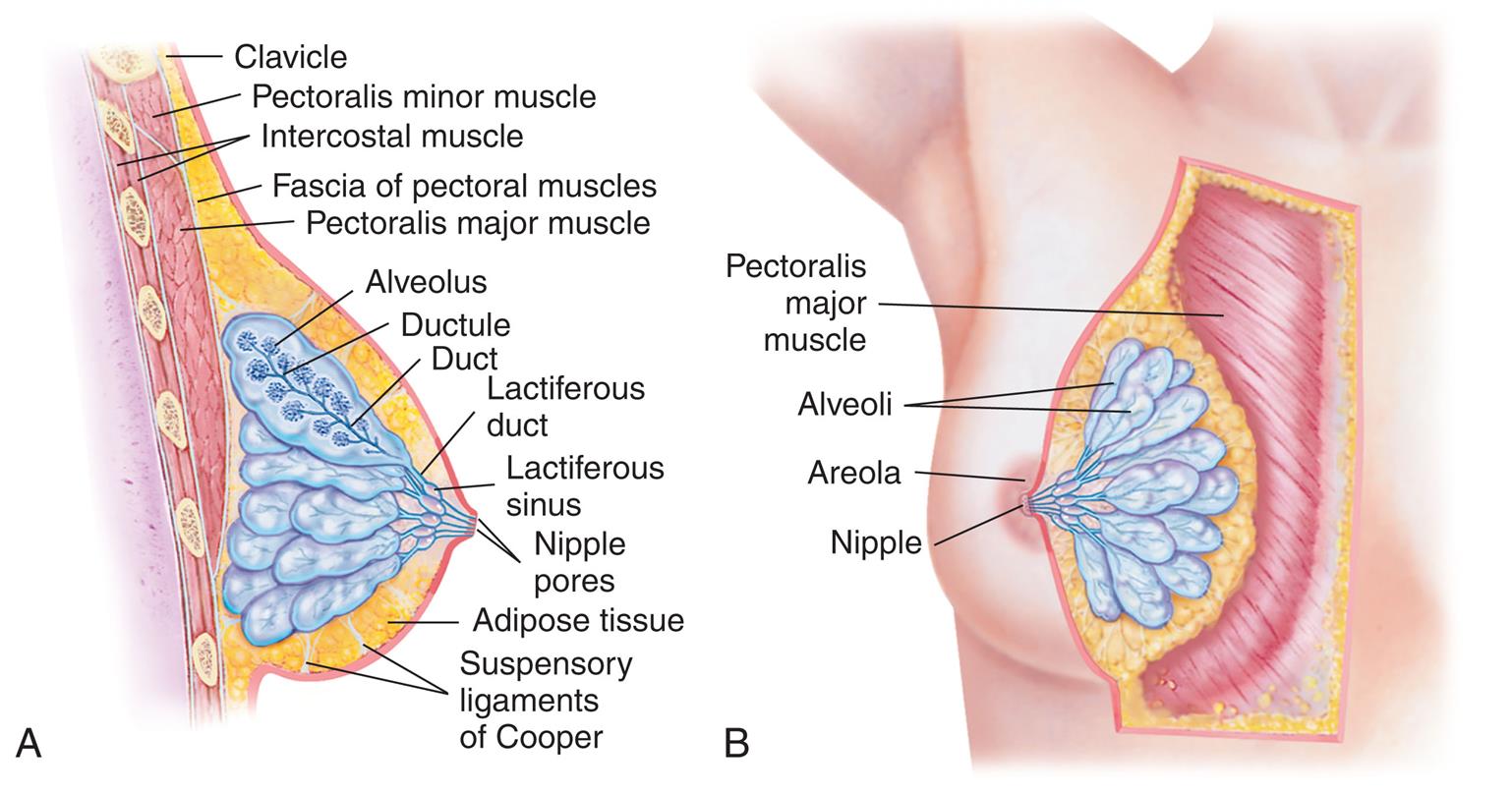 A) Illustration of lateral view of breast shows labels for structures from bottom to top as follows: Suspensory ligaments of Cooper, adipose tissue, nipple pores, lactiferous sinus, lactiferous duct, duct, ductule, alveolus, pectoralis major muscle, fascia of pectoral muscles, intercostal muscle, pectoralis minor muscle, and clavicle. B) Illustration of frontal view of breast shows labels for structures from top to bottom as follows: Pectoralis major muscle, alveoli, areola, and nipple.