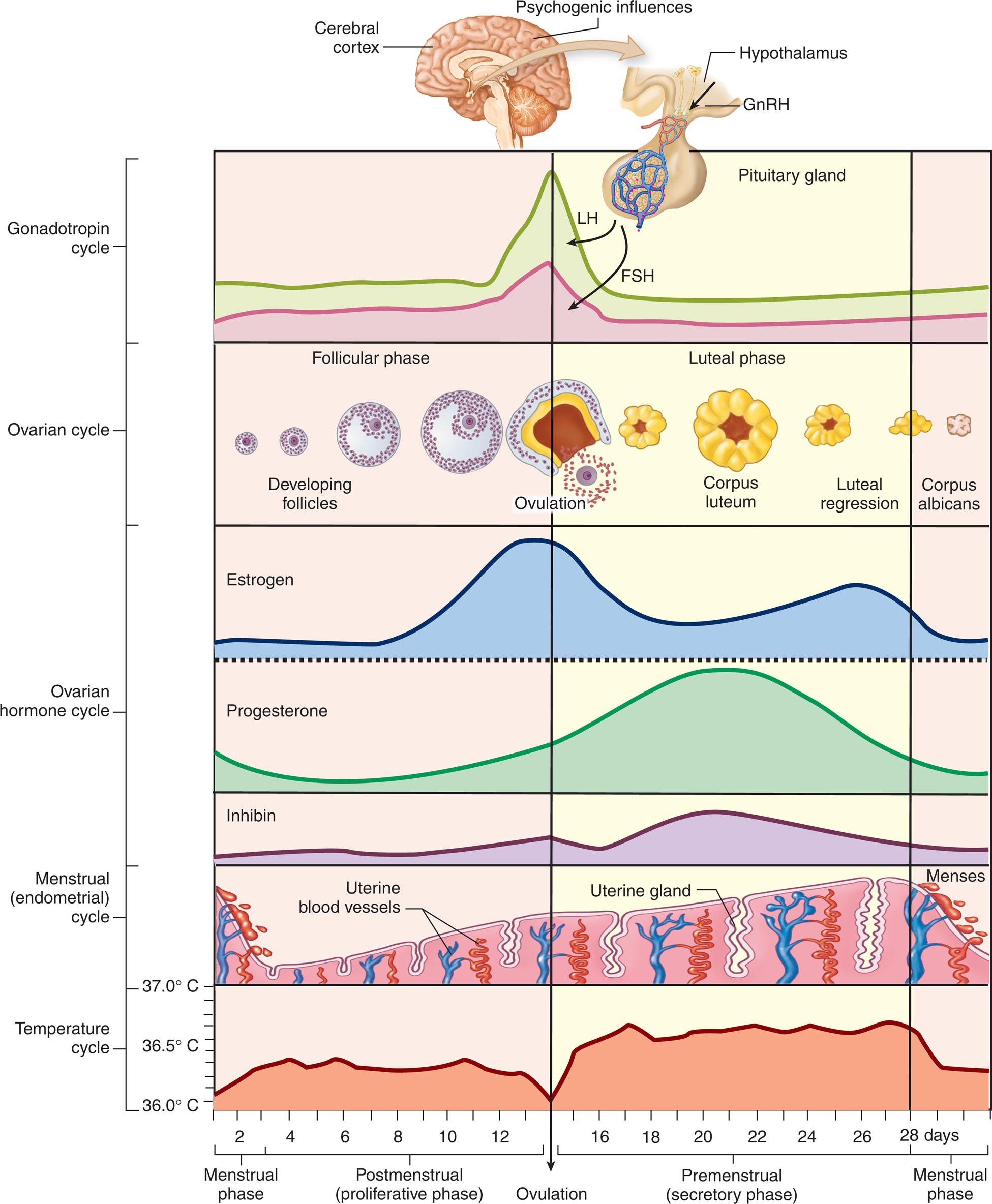 Set of 5 graphs show gonadotropic, ovarian, ovarian-hormone, menstrual and temperature cycles where all of them together constitute the twenty-eight-day female reproductive cycles and ovulation occurs on the fourteenth day. The changes in body temperature during the reproductive cycles are illustrated in temperature cycle. The endometrial wall changes are illustrated in menstrual cycle. The levels of estrogens, progesterone, and Inhibin are illustrated in ovarian hormone cycle, where the peak for estrogens appear around the ovulation, and peak for inhibin and progesterone appear after ovulation. The follicles develop during follicular phase, and luteal regression of the corpus luteum occurs in luteal phase of ovarian cycle. The levels of L H and F S H, are shown in gonadotropic cycle that peak across ovulation (amount of F S H is lower than L H), where the lower part of the hypothalamus in the brain under psychogenic influences release follicle stimulating hormone (F S H) and luteinizing hormone (L H )."x