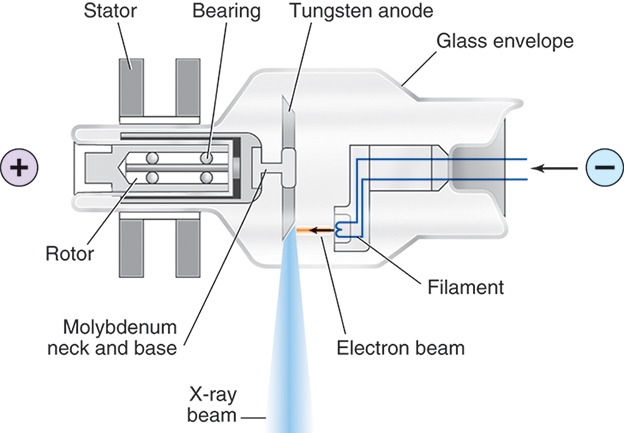An image of an anode tube with a small beveled disk attached to a cylindrical part called the rotor. The labeled parts of the tube are as follows. Stator, rotor, bearing, molybdenum neck and base, tungsten anode, filament, and a glass envelope. The cathode is on the left, and the anode is right. An arrow indicates that the anode is struck by the electrons from the cathode. Another arrow indicates the X-rays are emitted downwards.